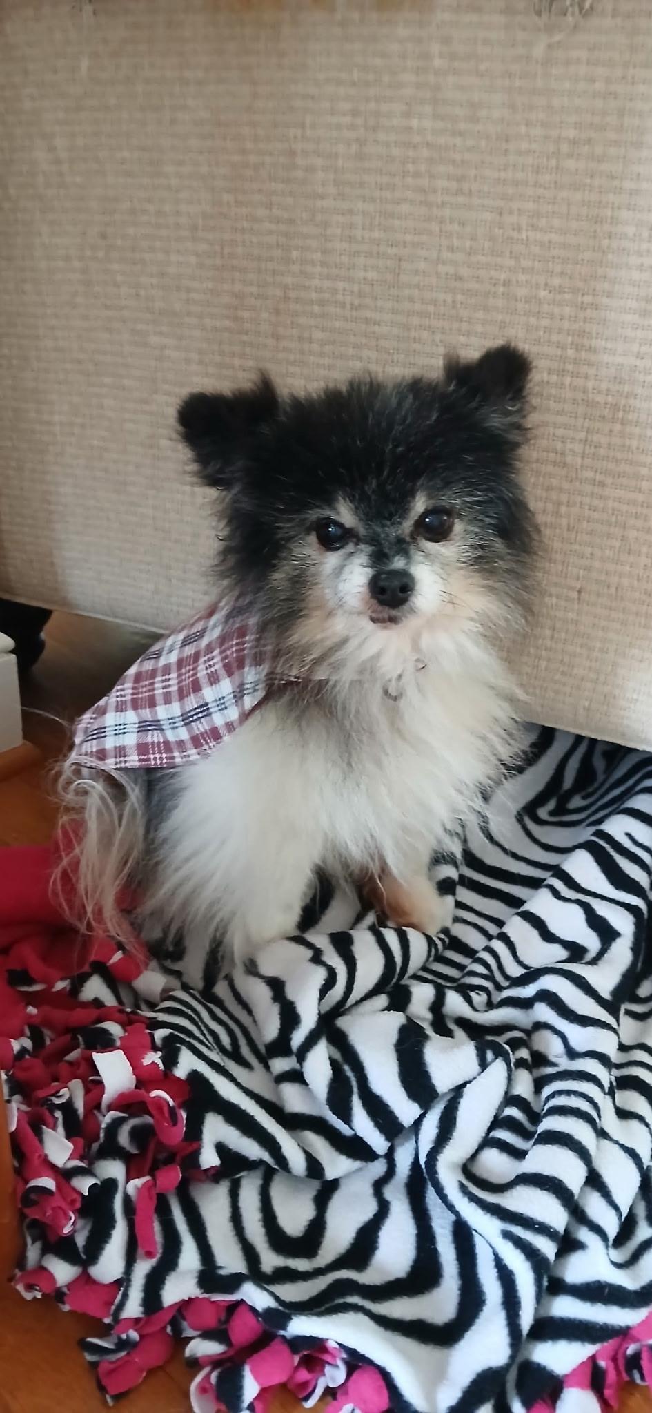 Enlarge Charleston, an adopted Pomeranian in Wilmington, NC image 3/3