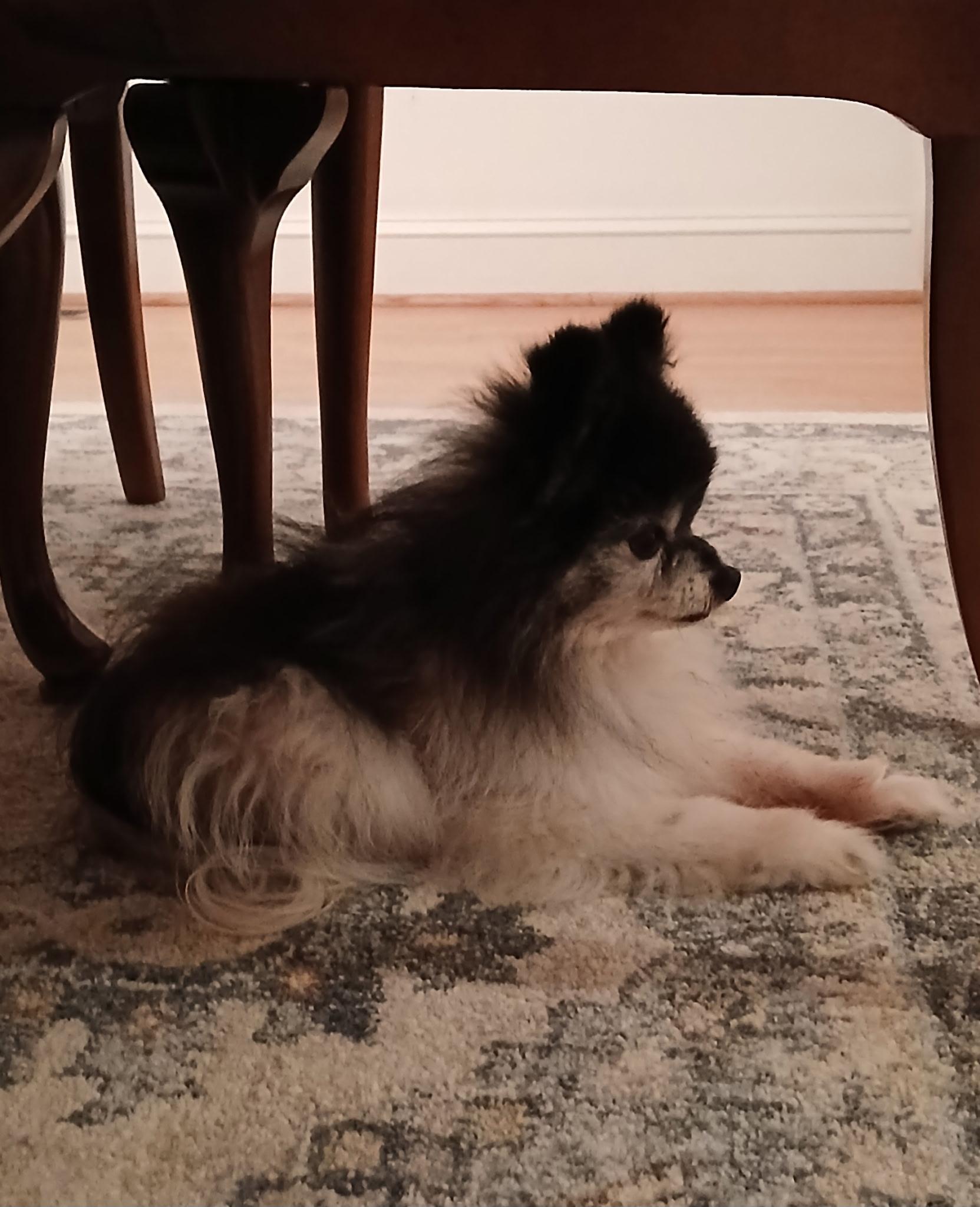 Enlarge Charleston, an adopted Pomeranian in Wilmington, NC image 2/3