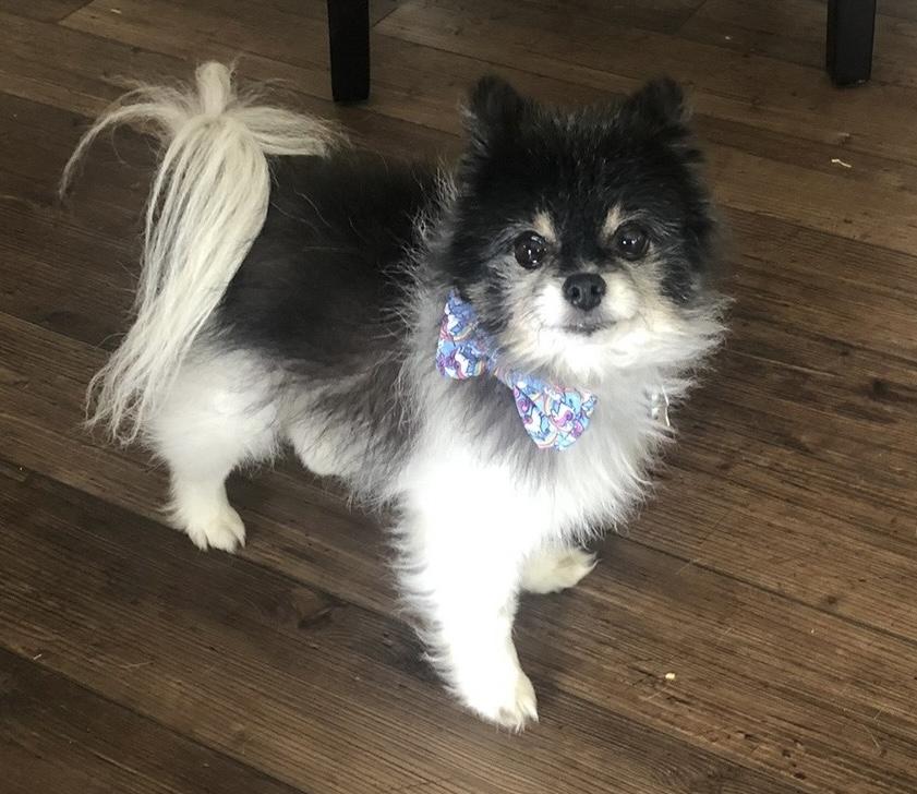 Enlarge Charleston, an adopted Pomeranian in Wilmington, NC image 1/3