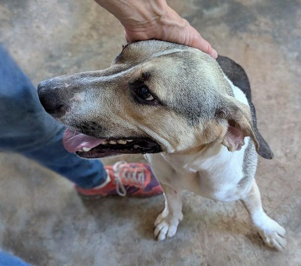 Enlarge Vinny, a Adoptable mixed breed in Mission, TX image 1/3