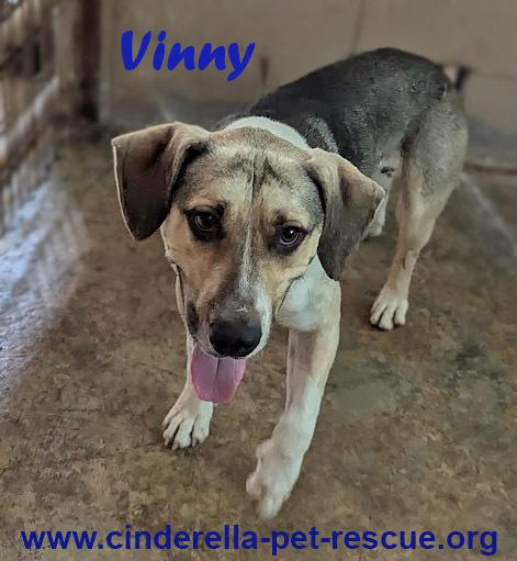Enlarge Vinny, a Adoptable mixed breed in Mission, TX image 2/3