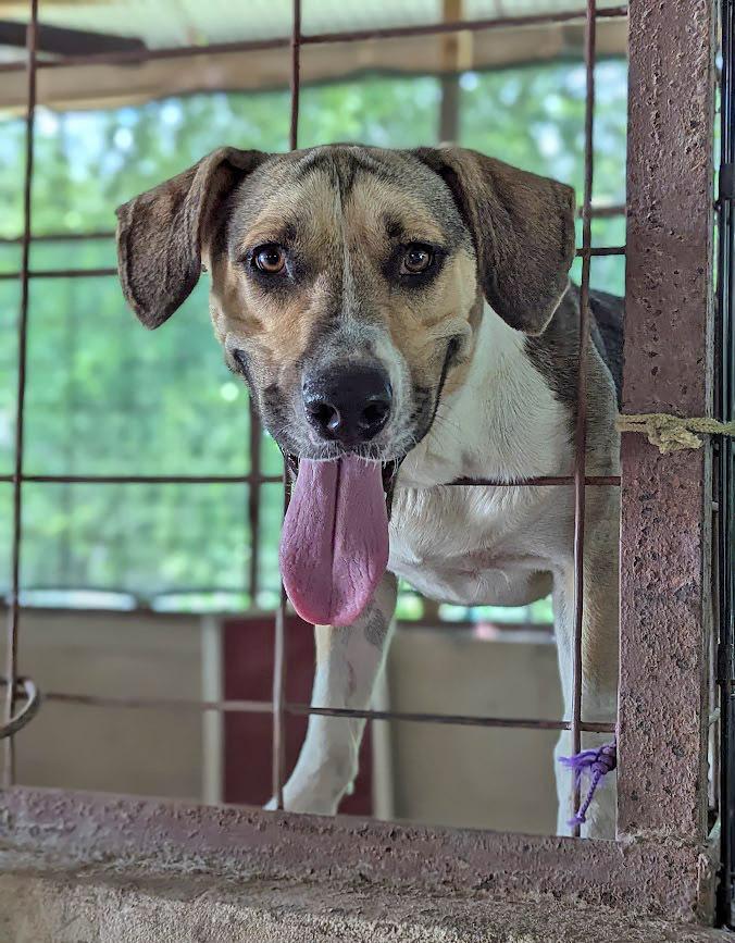Enlarge Vinny, a Adoptable mixed breed in Mission, TX image 3/3