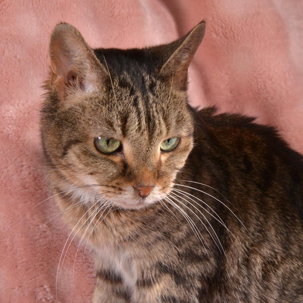 Pepper, Adoptable, Senior Female Domestic Short Hair.