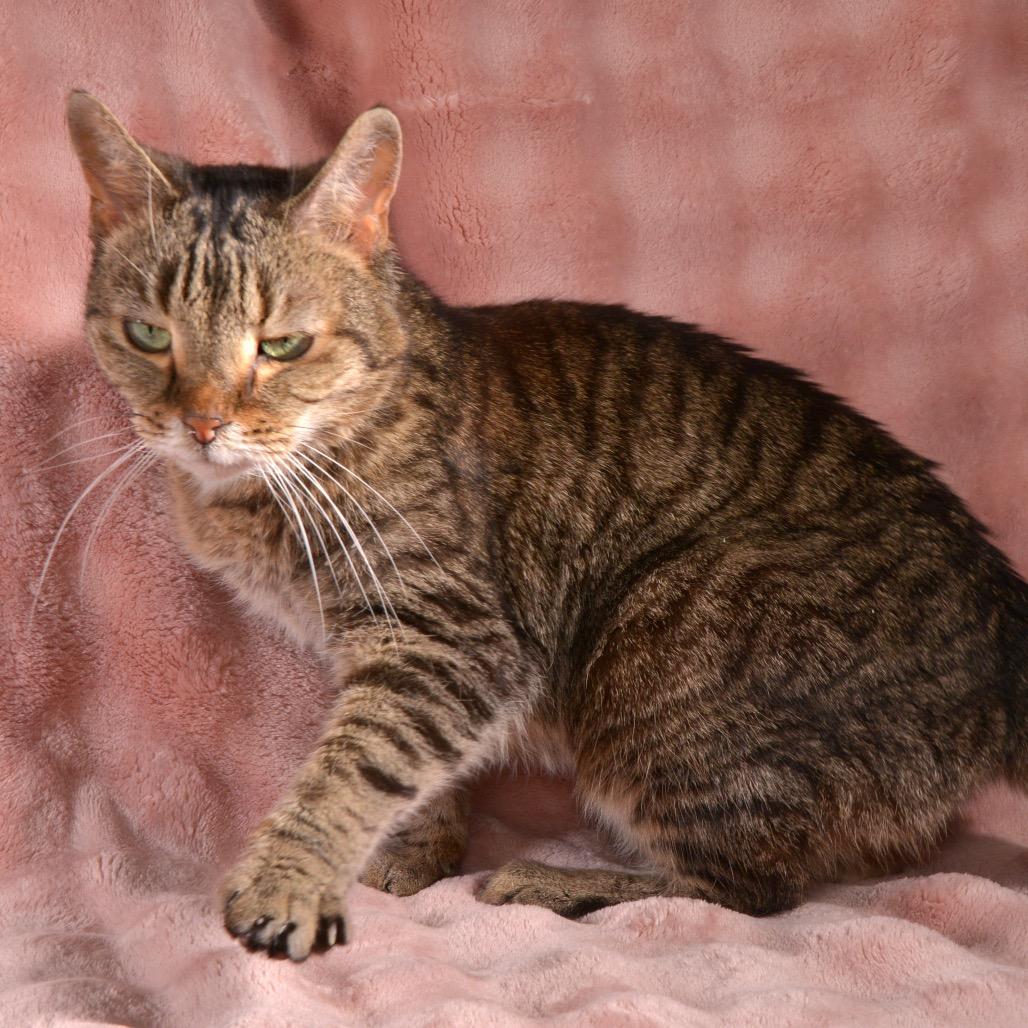Enlarge Pepper, a Adoptable Domestic Short Hair in Traverse City, MI image 2/4