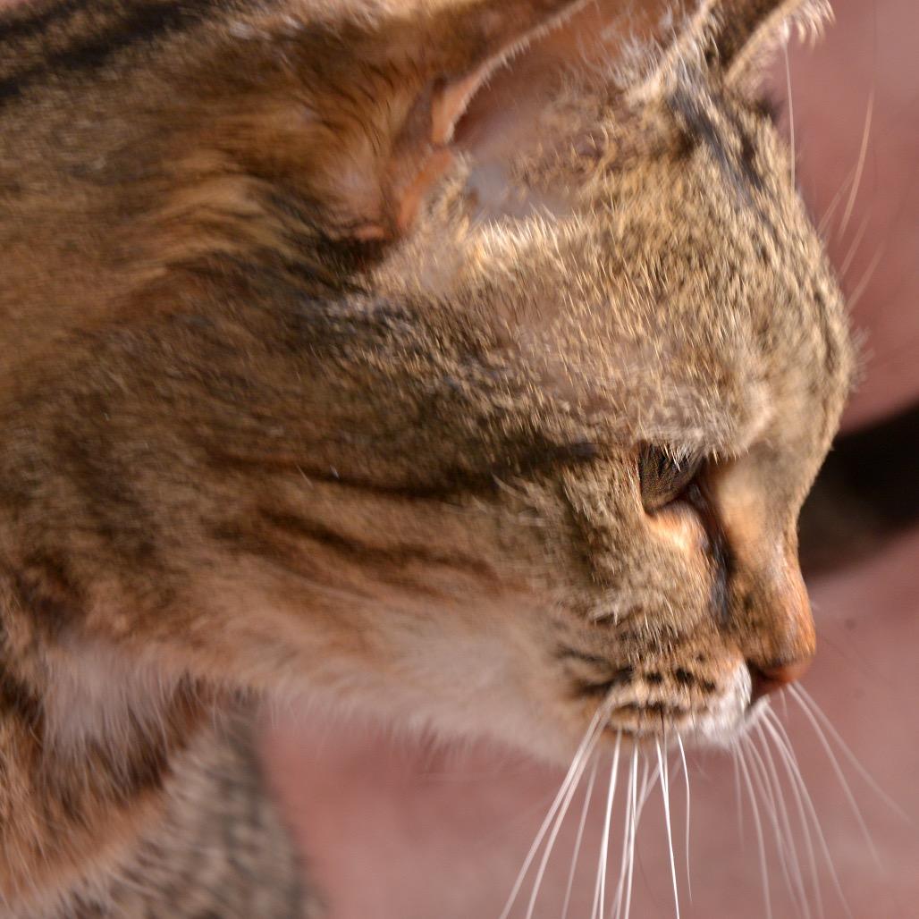 Enlarge Pepper, a Adoptable Domestic Short Hair in Traverse City, MI image 3/4