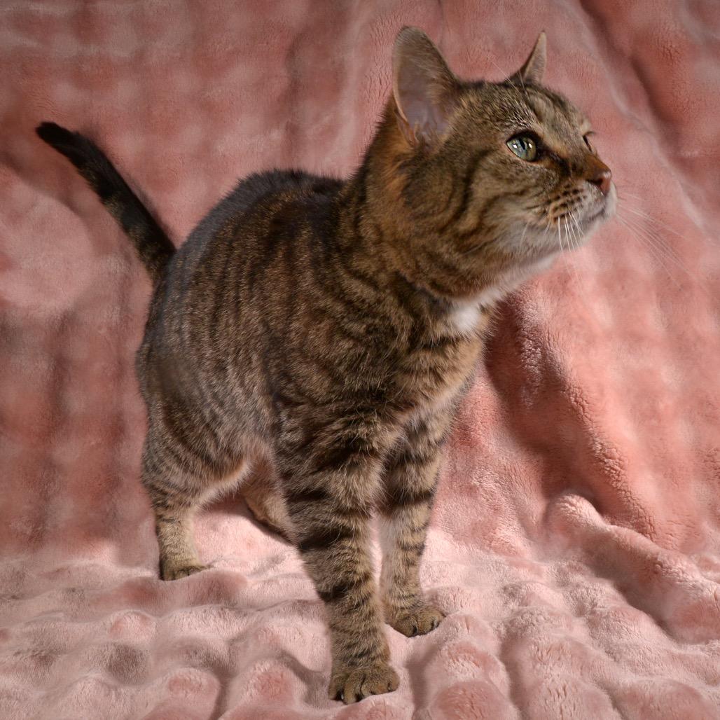 Enlarge Pepper, a Adoptable Domestic Short Hair in Traverse City, MI image 4/4