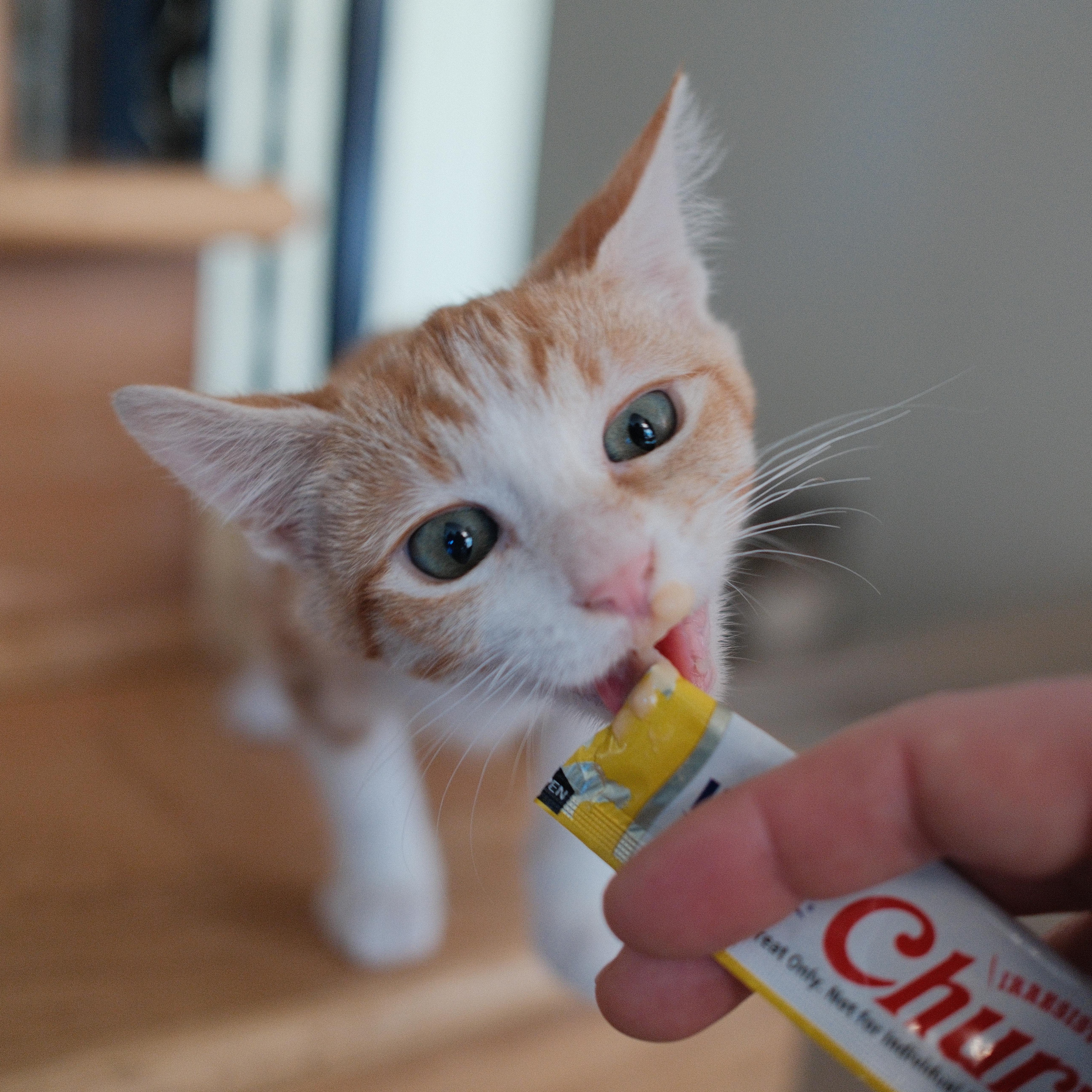 Enlarge Sasha, a Adoptable Domestic Short Hair in Union City, CA image 5/5