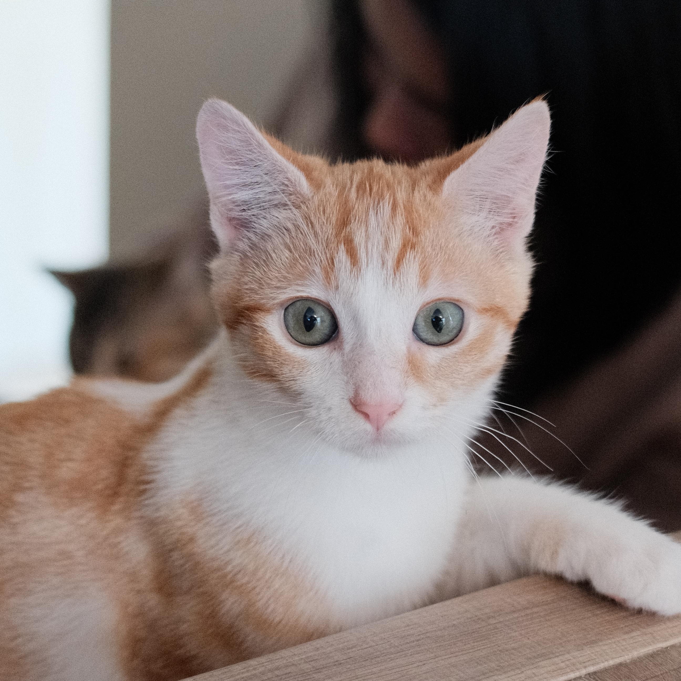 Enlarge Sasha, a Adoptable Domestic Short Hair in Union City, CA image 1/5