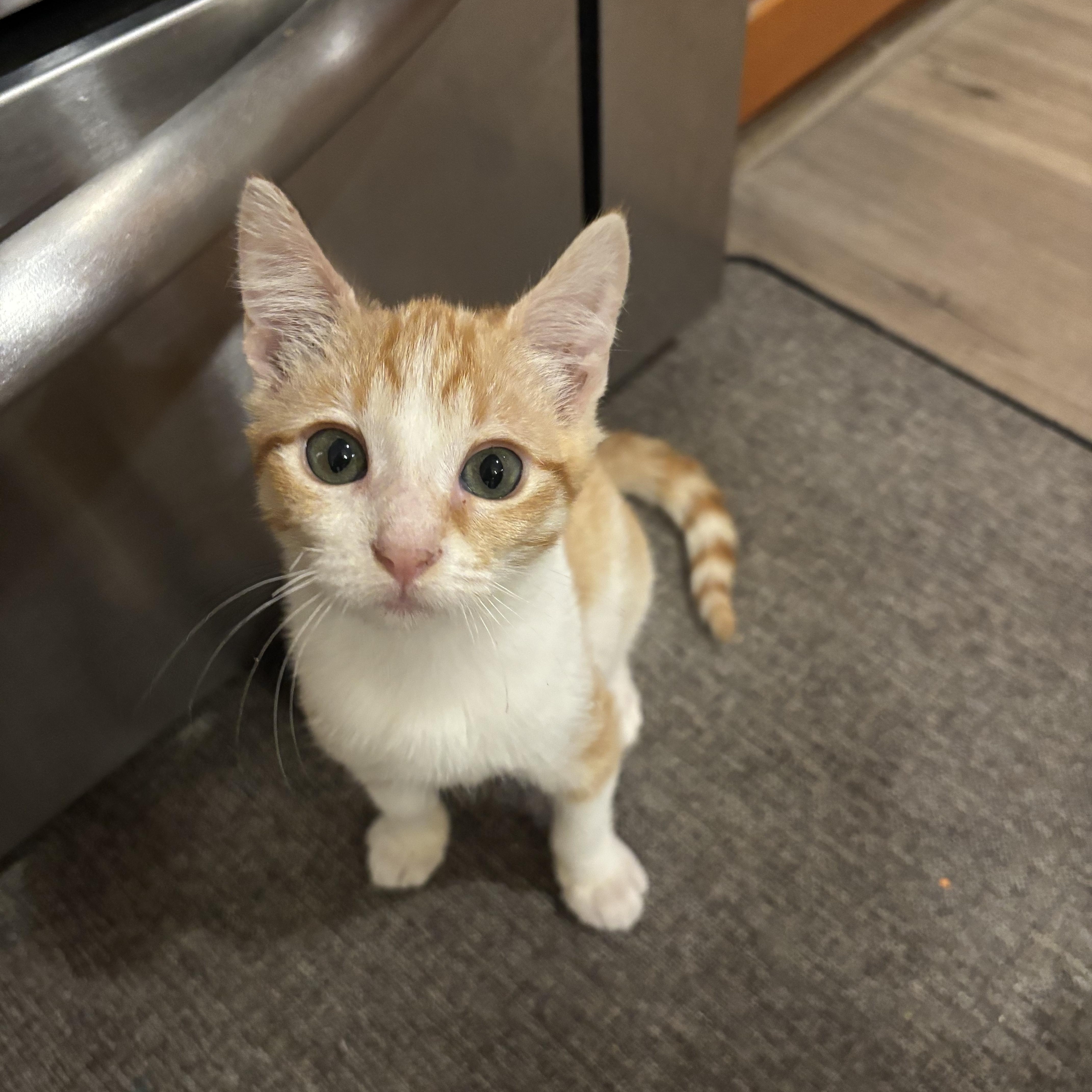 Sansa, Adoptable, Kitten Female Domestic Short Hair.