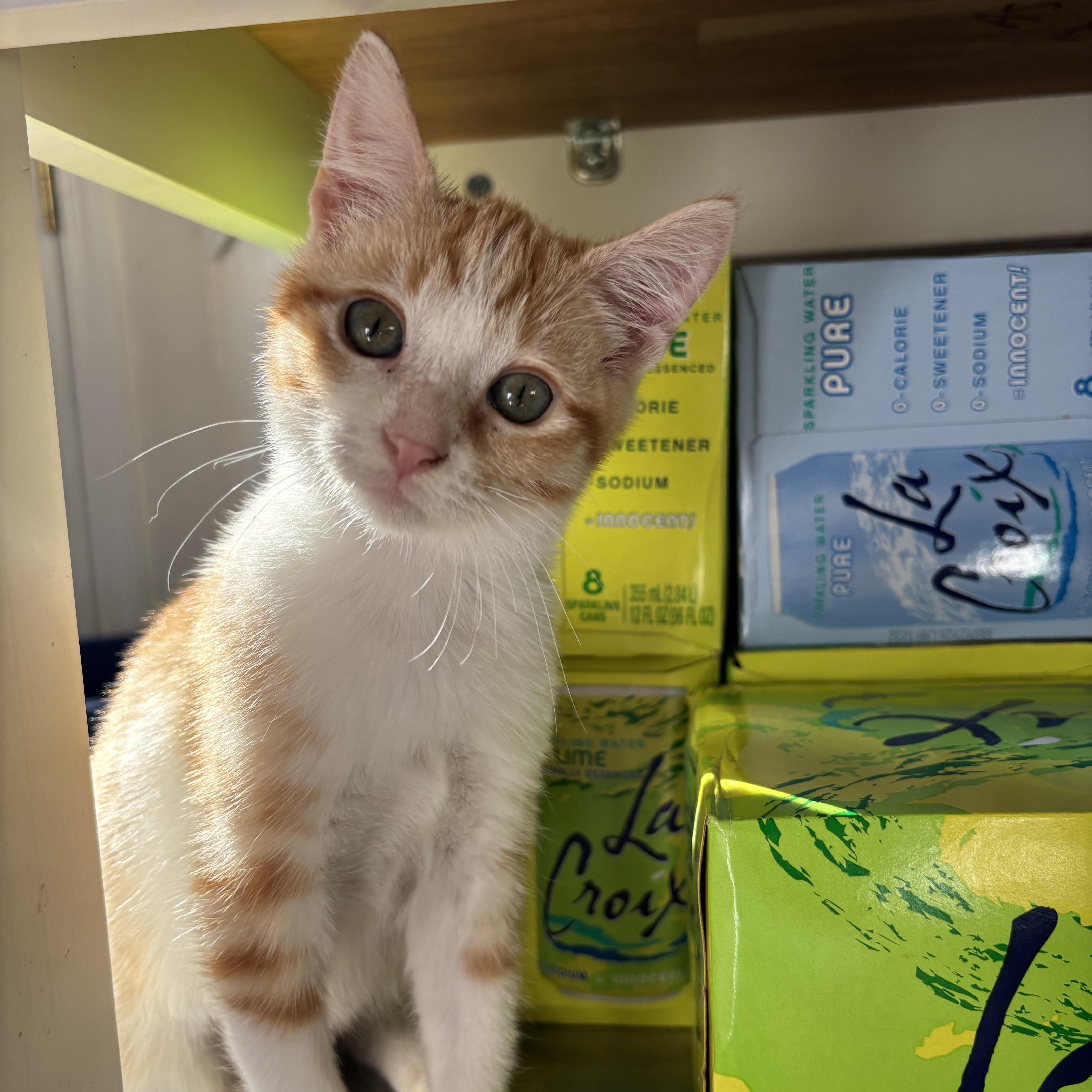 Enlarge Sansa, a Adoptable Domestic Short Hair in Union City, CA image 2/5