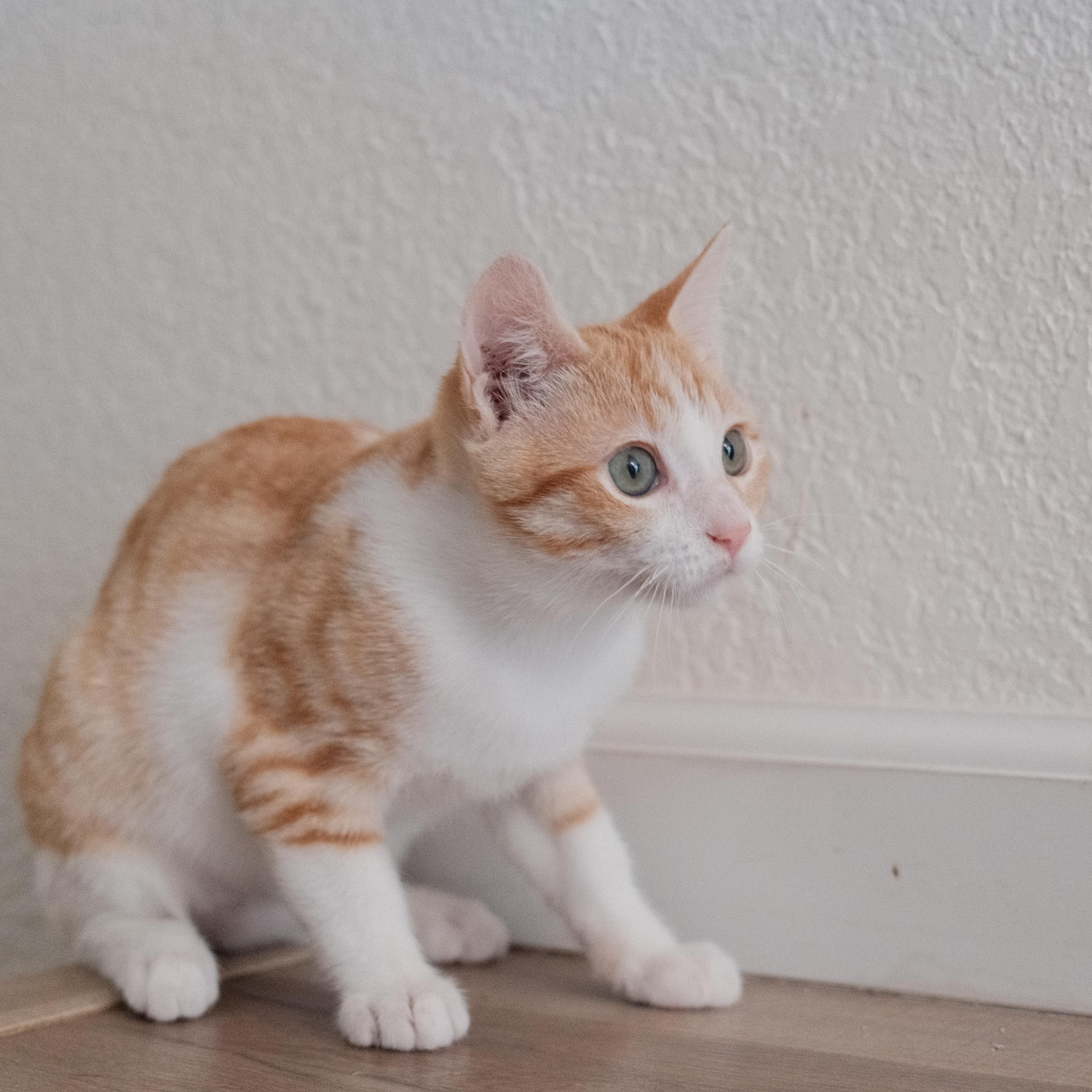 Enlarge Sasha, a Adoptable Domestic Short Hair in Union City, CA image 3/5