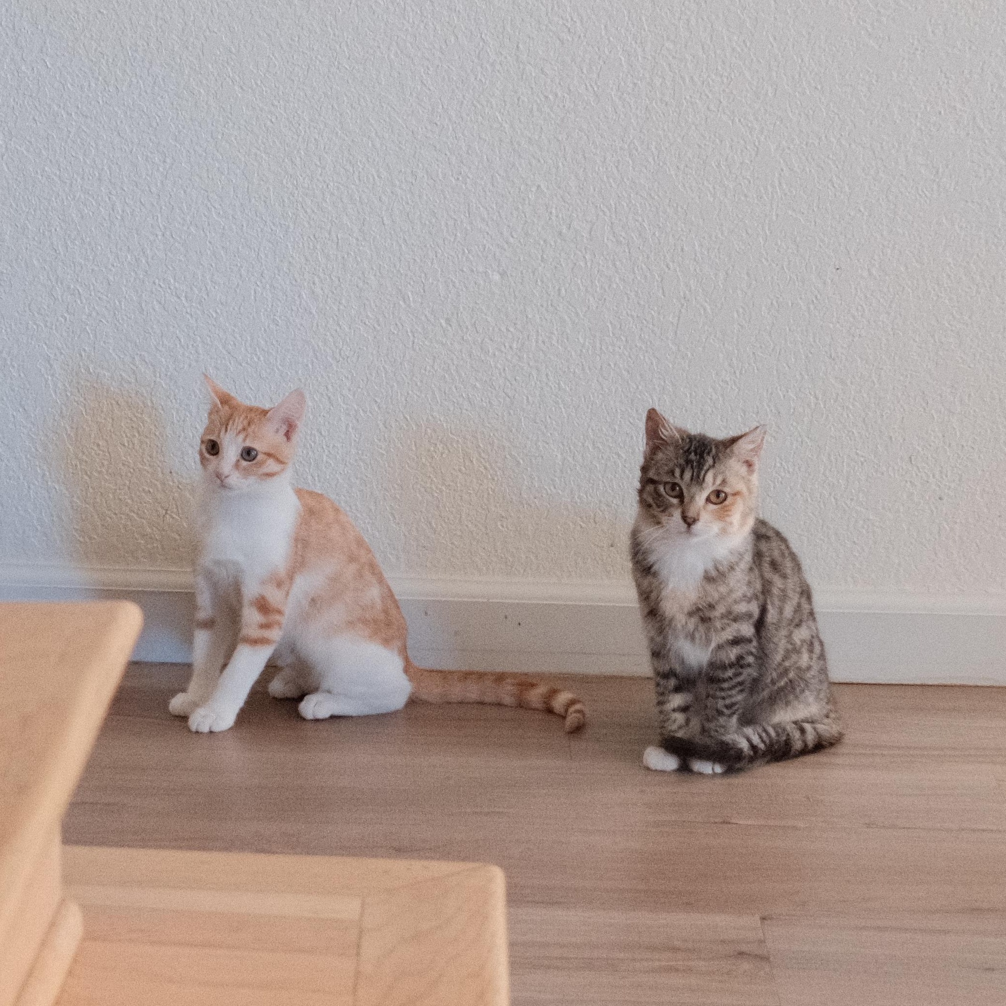 Enlarge Sasha, a Adoptable Domestic Short Hair in Union City, CA image 4/5