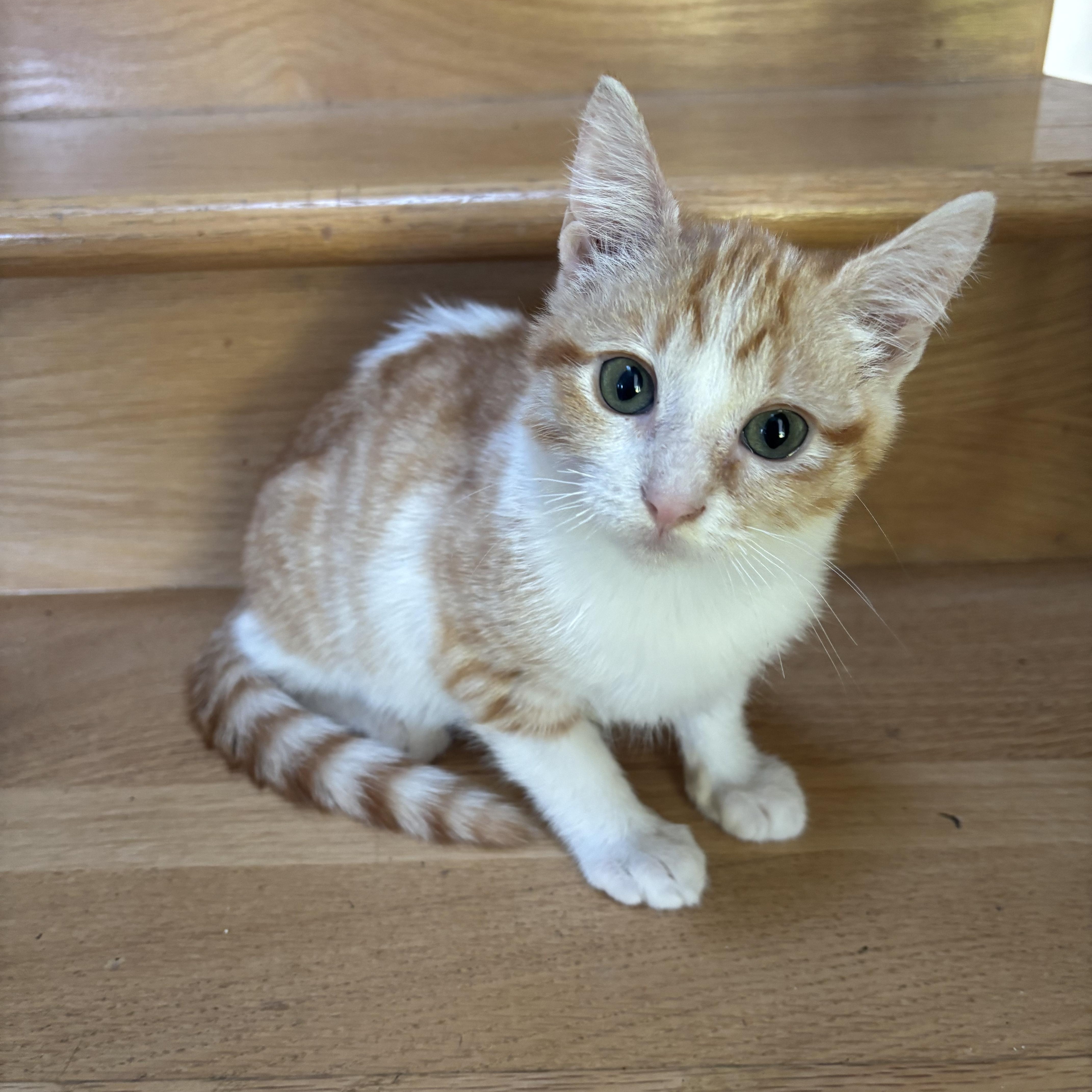 Enlarge Sansa, a Adoptable Domestic Short Hair in Union City, CA image 3/5