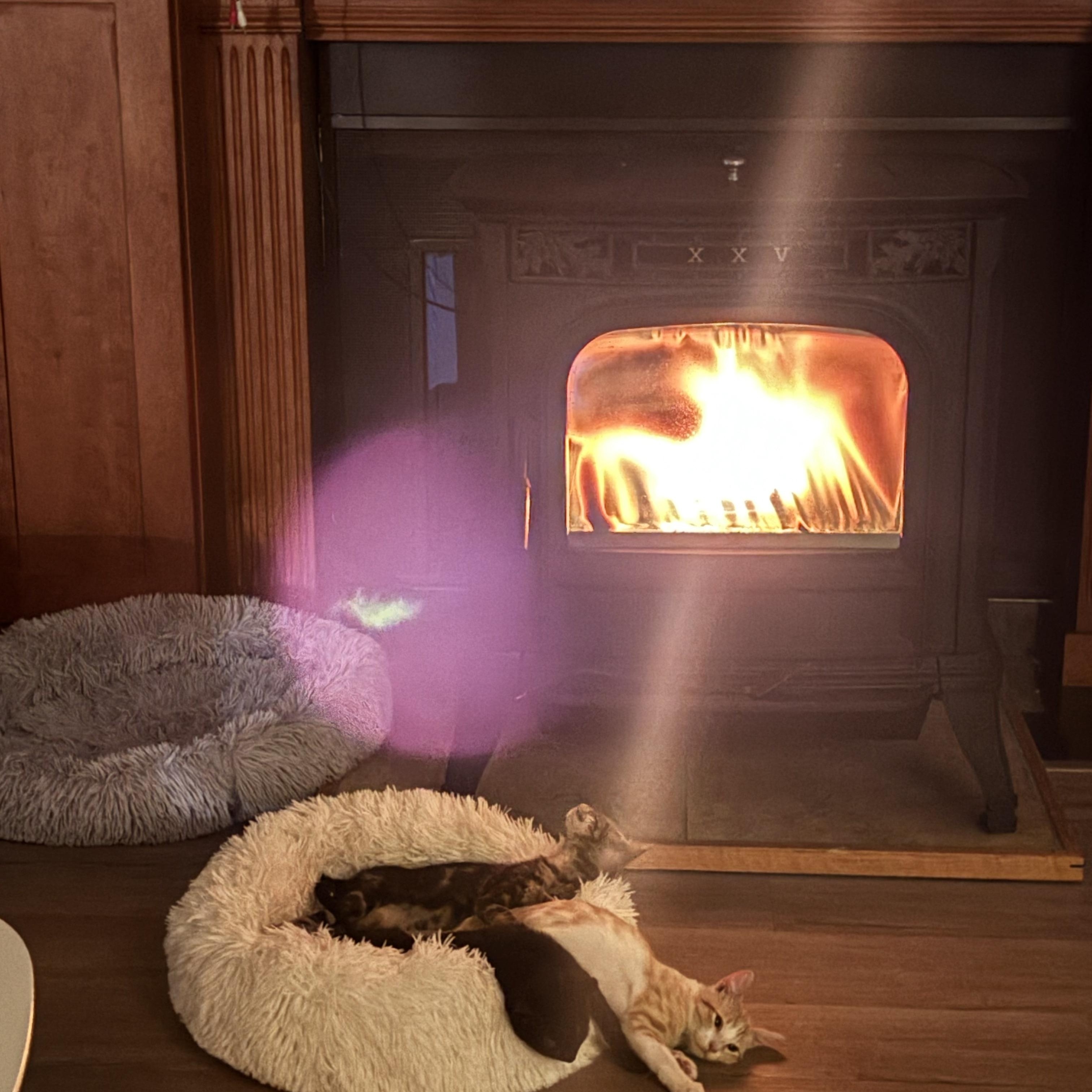 Enlarge Sansa, a Adoptable Domestic Short Hair in Union City, CA image 4/5