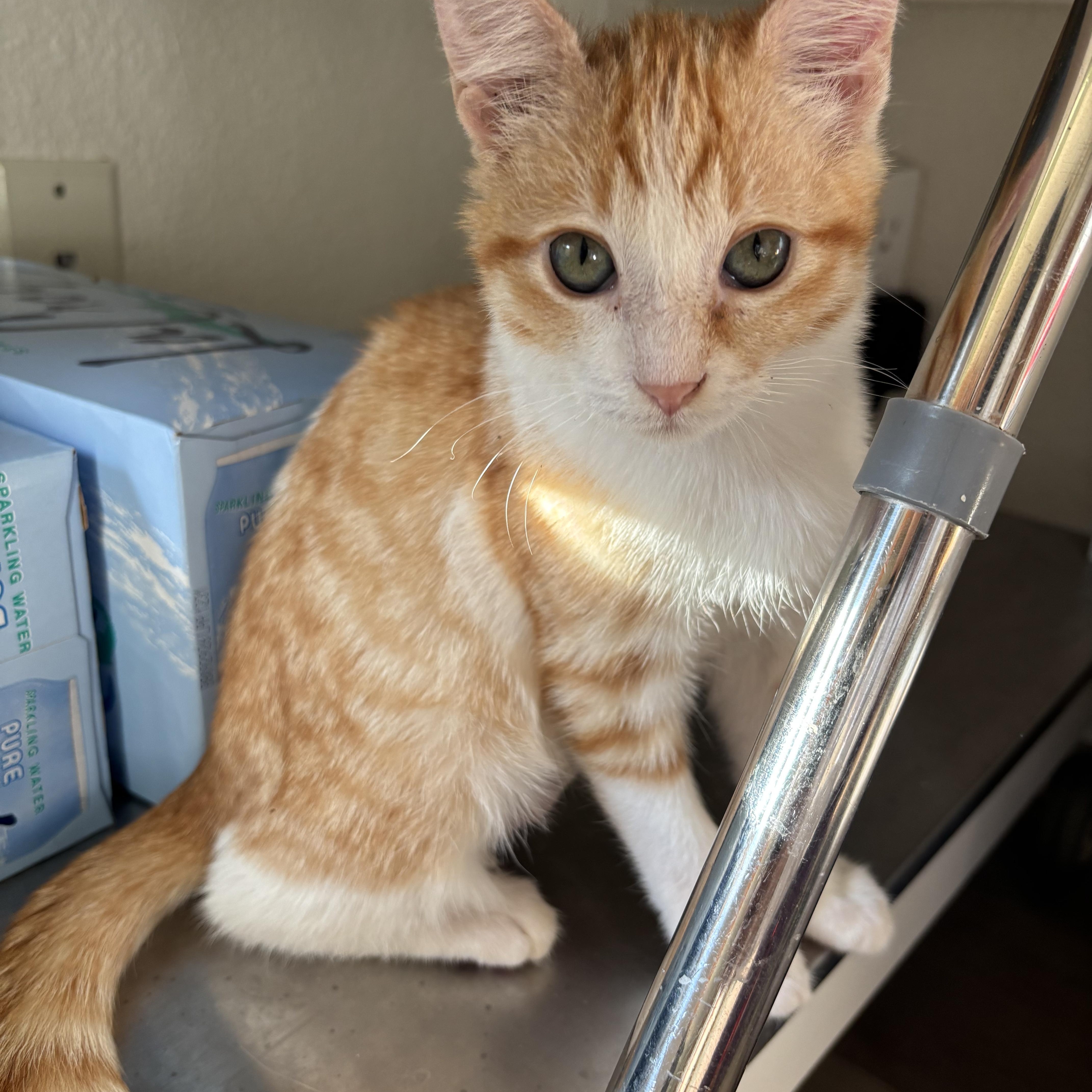 Enlarge Sansa, a Adoptable Domestic Short Hair in Union City, CA image 5/5