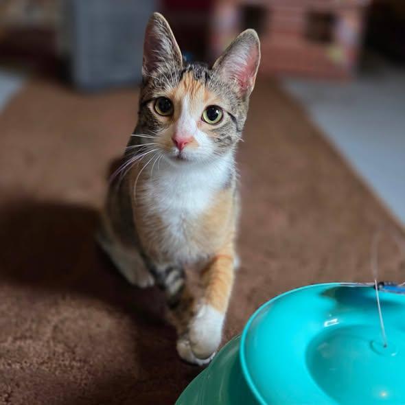 Enlarge Circles, an adopted Calico in Okemah, OK image 2/6