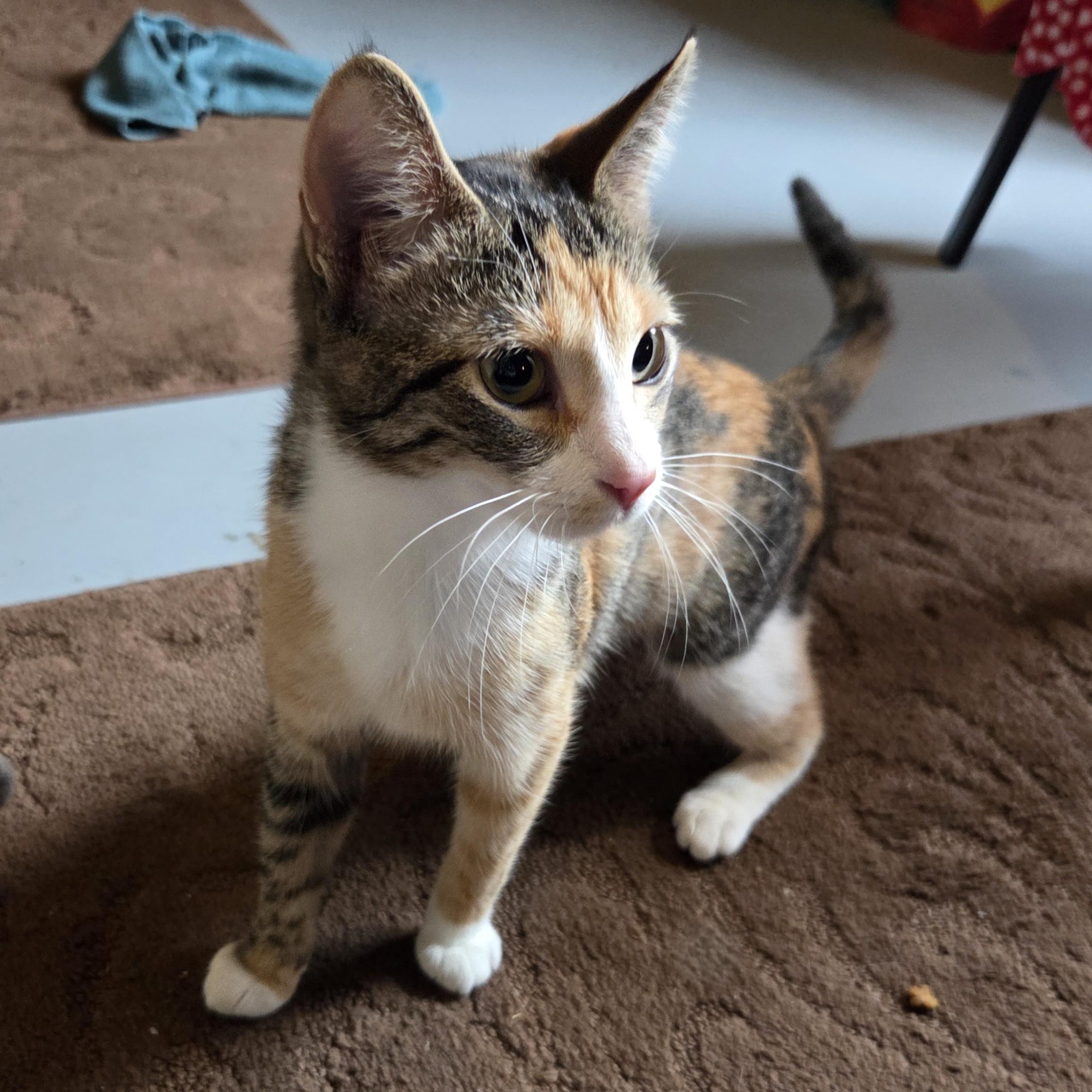 Enlarge Circles, an adopted Calico in Okemah, OK image 6/6