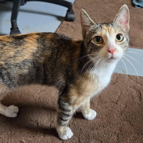 Enlarge Circles, an adopted Calico in Okemah, OK image 3/6