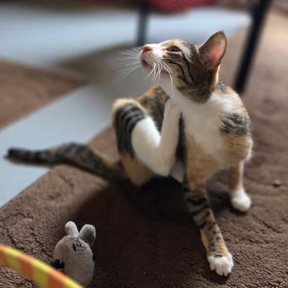 Enlarge Circles, an adopted Calico in Okemah, OK image 5/6