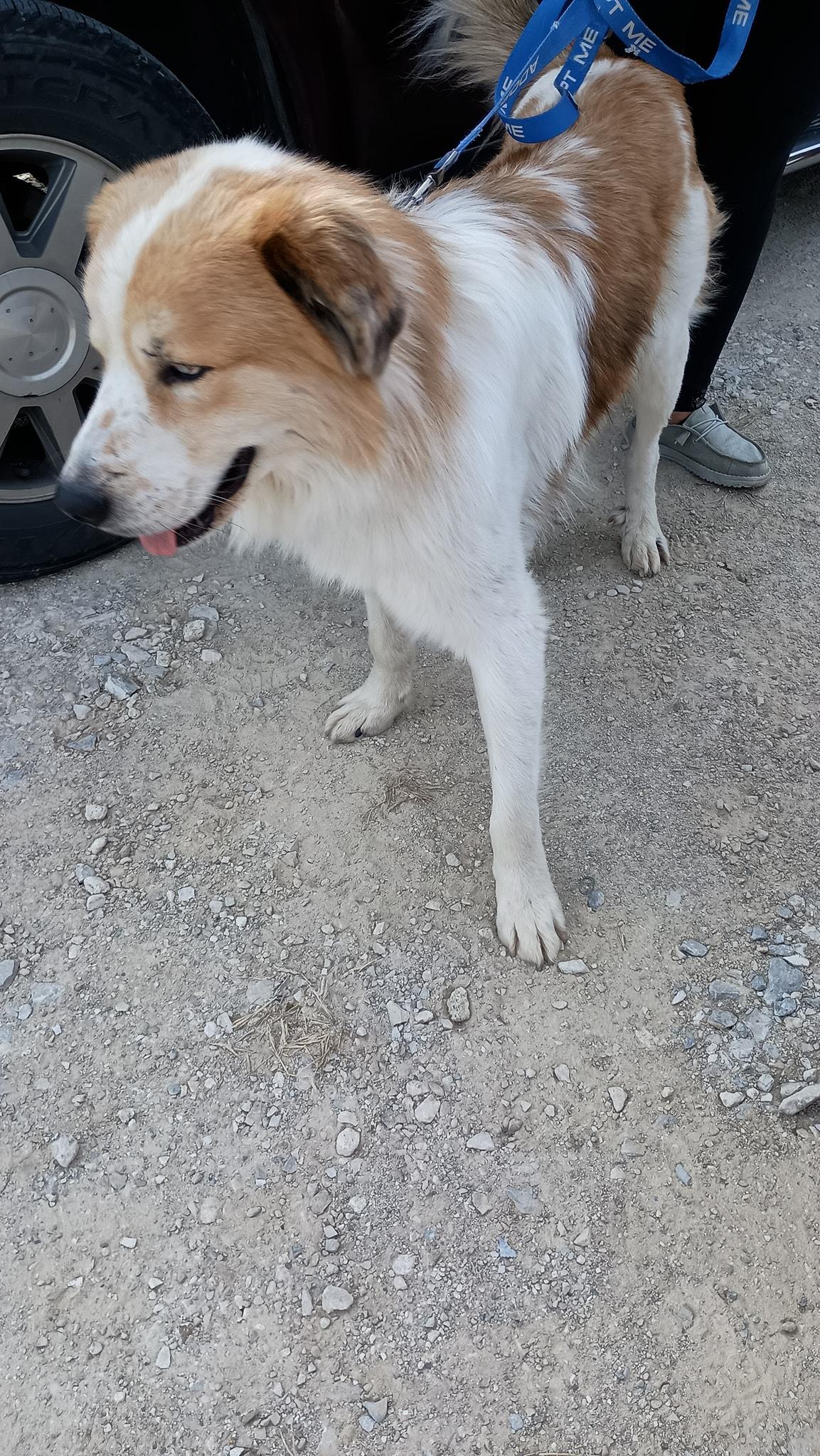 Buster, adopted, Adult Male Great Pyrenees.