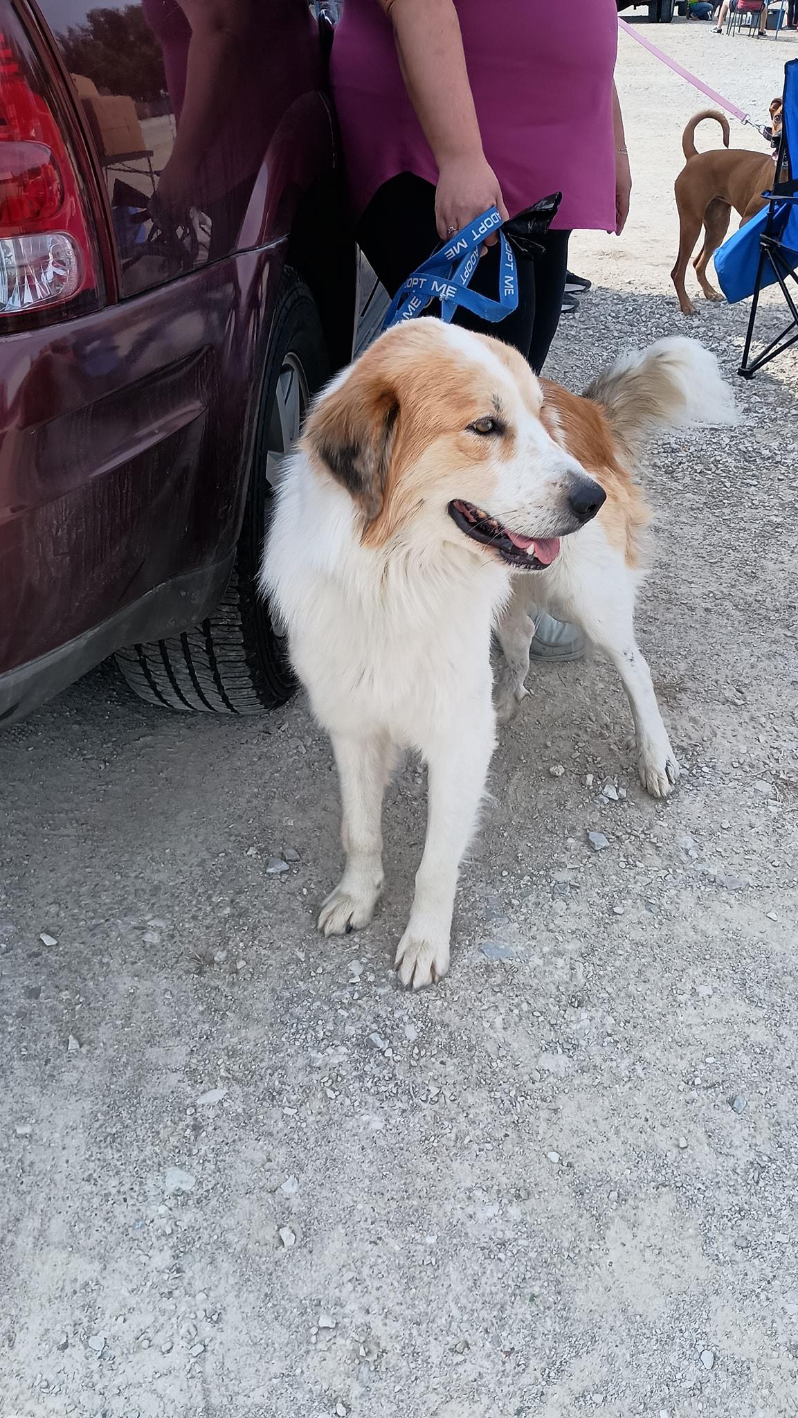 Buster, an adopted mixed breed in Speedway, IN image 2/5