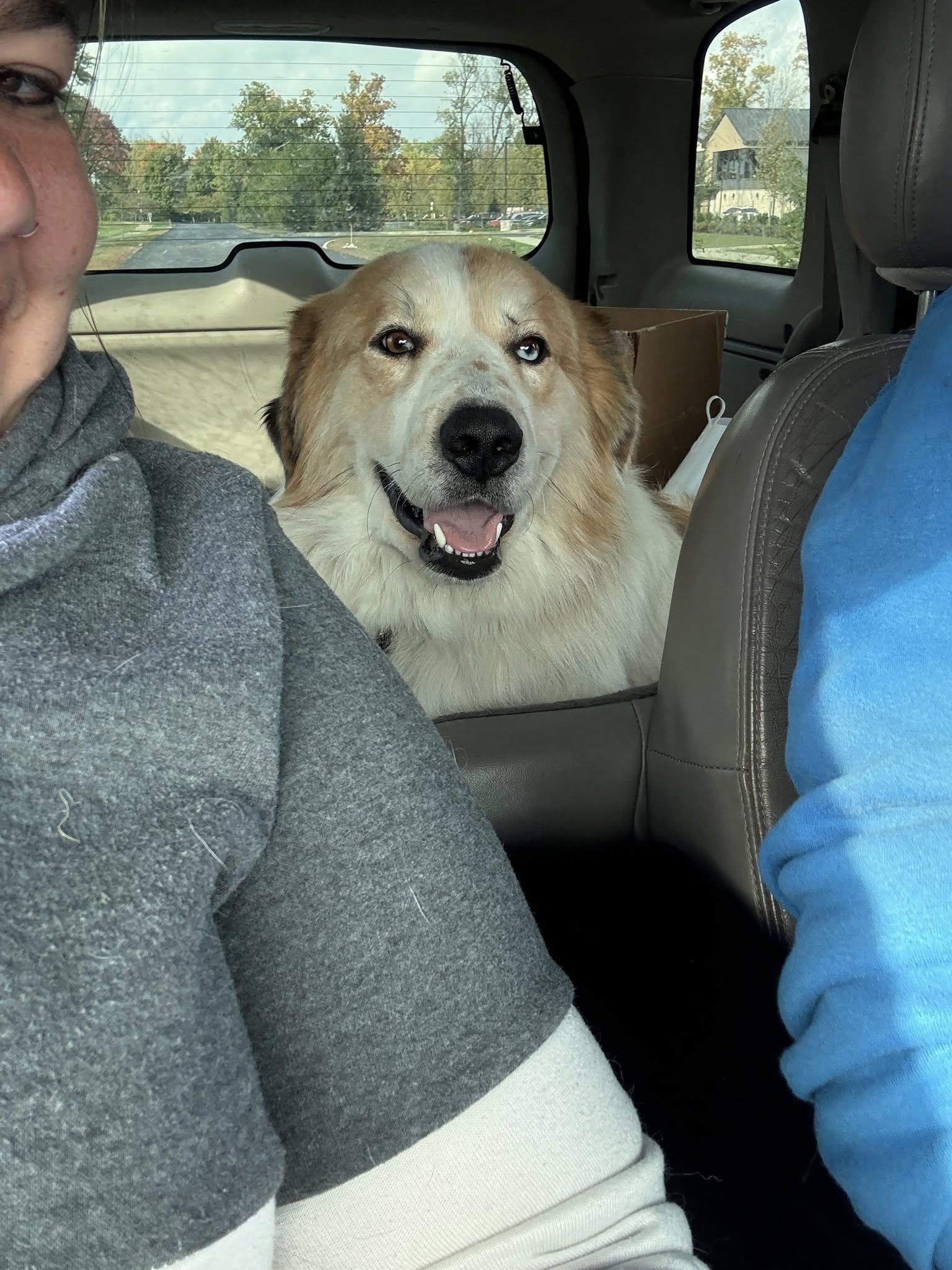 Buster, an adopted mixed breed in Speedway, IN image 3/5