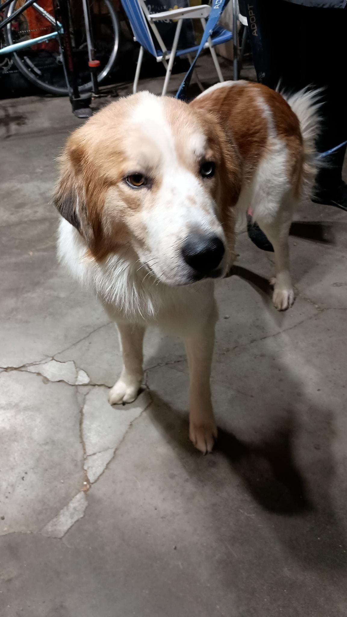 Buster, an adopted mixed breed in Speedway, IN image 4/5