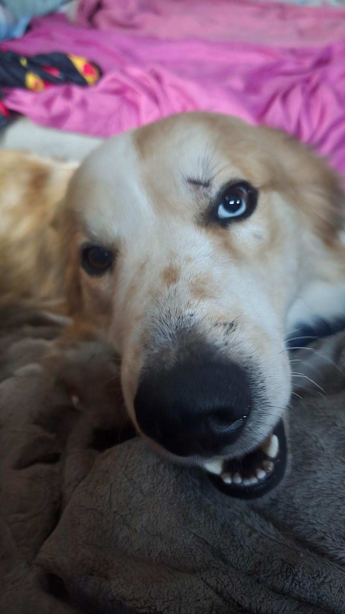 Buster, an adopted mixed breed in Speedway, IN image 5/5