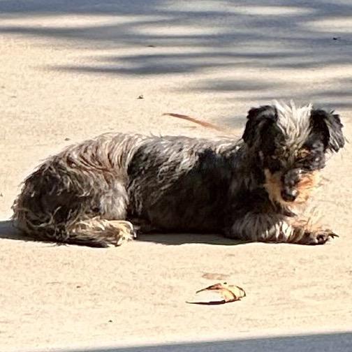 Mrs.Shaggy, Adoptable, Young Female Yorkshire Terrier.