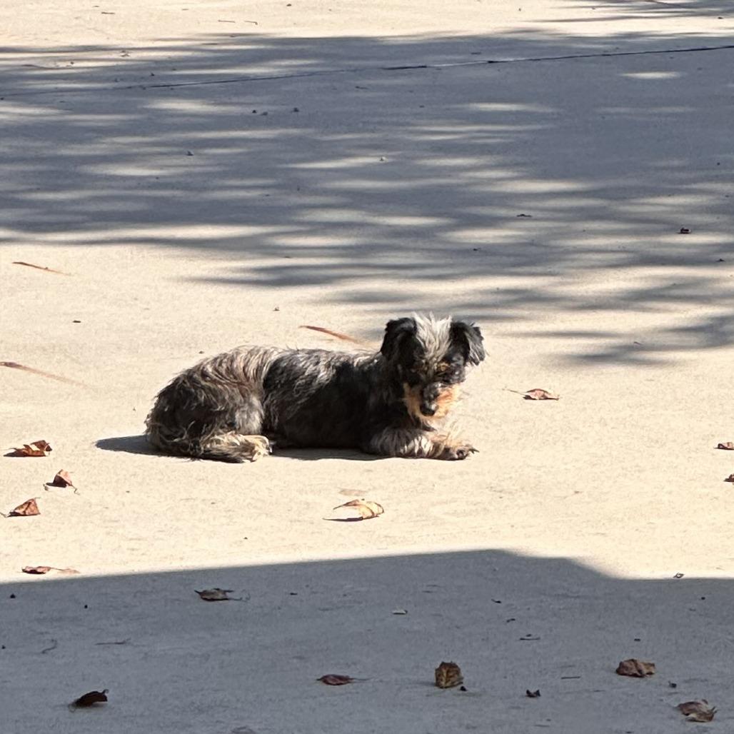 Enlarge Mrs.Shaggy, a Adoptable Yorkshire Terrier in Livingston, TX image 1/1