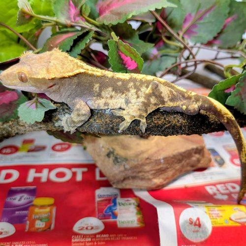 Enlarge Roman, a ADOPTABLE Gecko in Pefferlaw, ON image 1/1