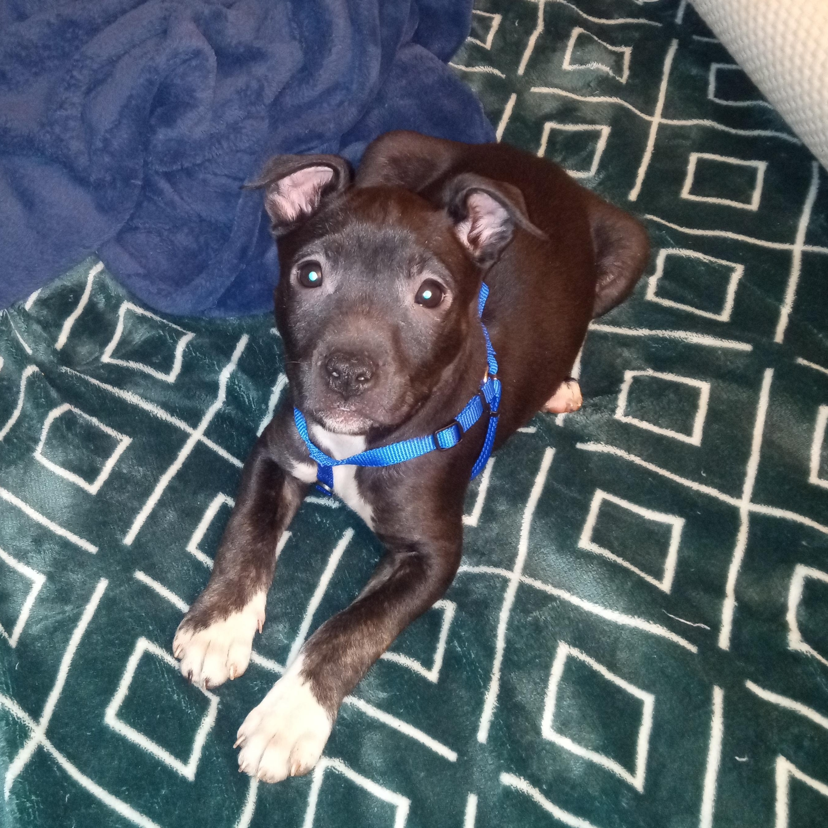 Nebula (Cosmic Pup), ADOPTABLE, Young Male Labrador Retriever.
