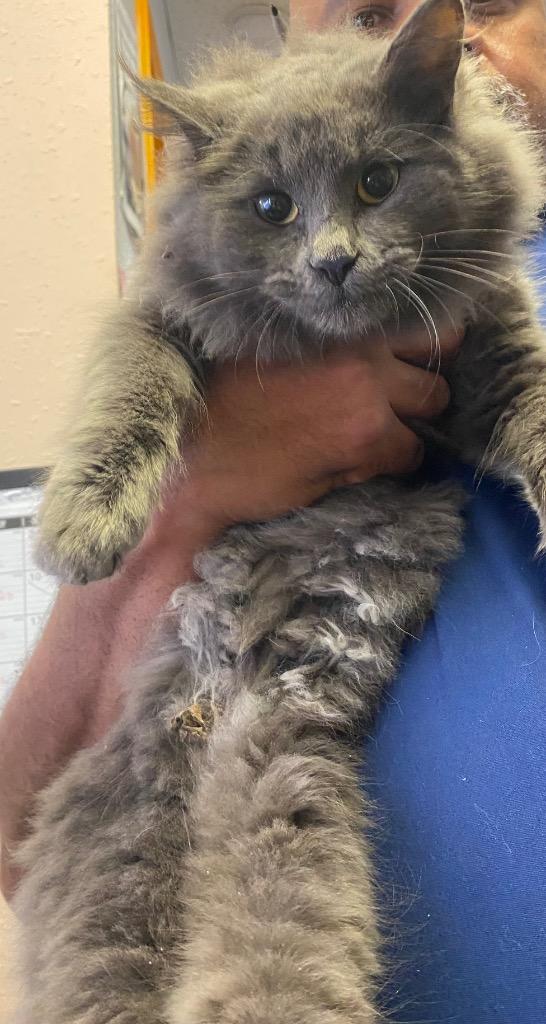 Enlarge Church, a Adoptable mixed breed in Lockhart, TX image 1/1