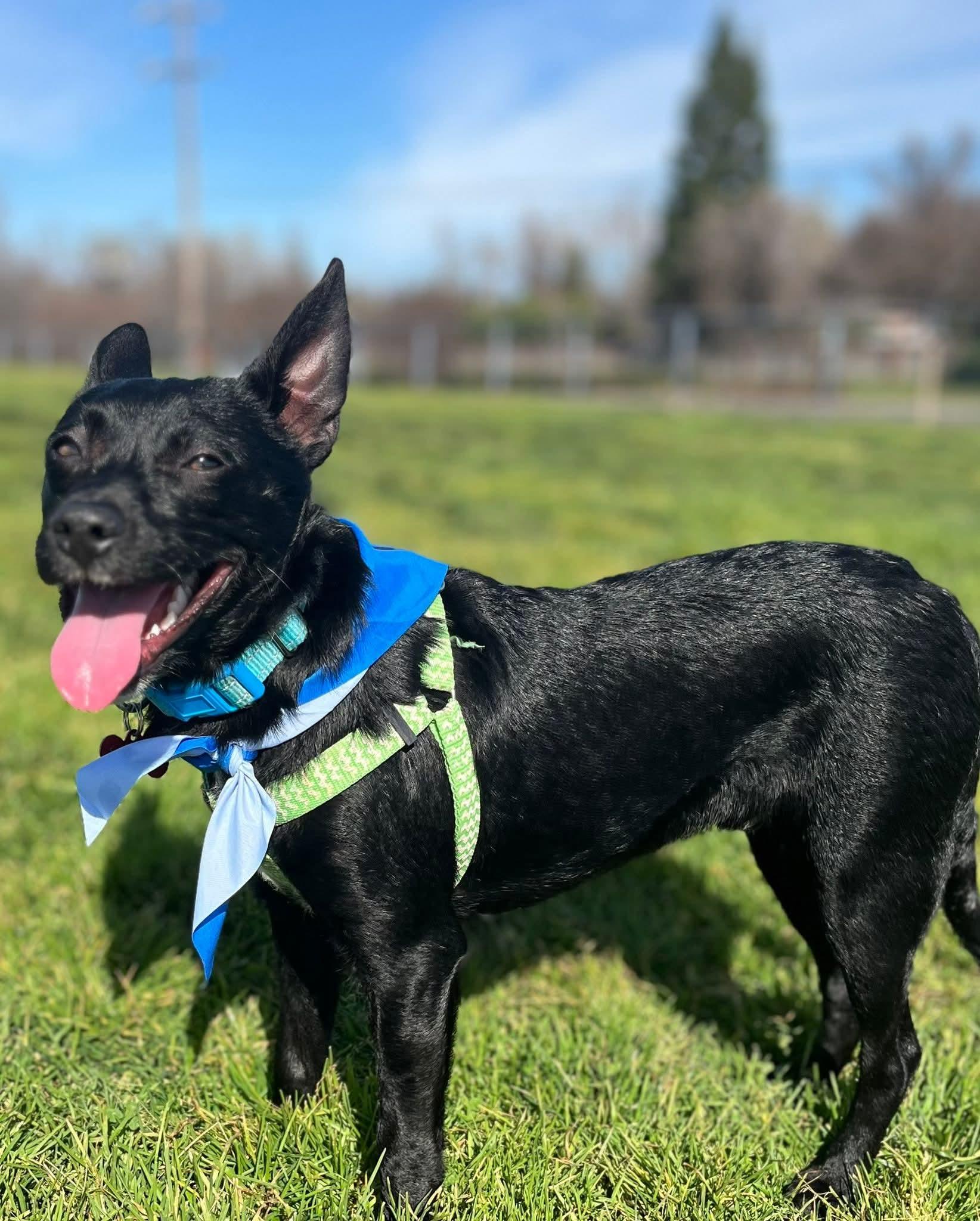26Sky, a ADOPTABLE mixed breed in Shingle Springs, CA image 3/4
