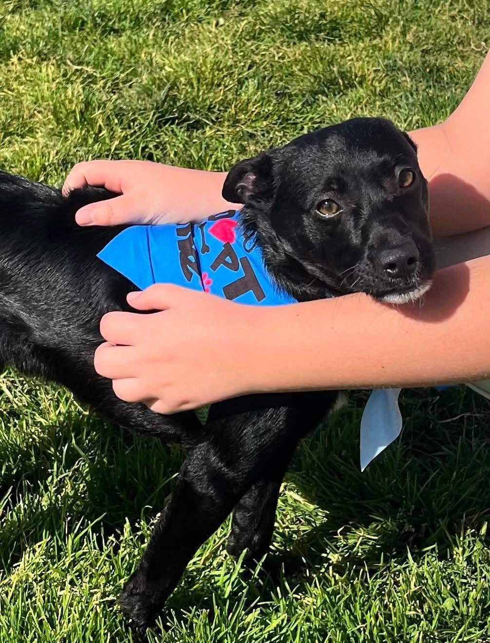 26Sky, a ADOPTABLE mixed breed in Shingle Springs, CA image 2/4