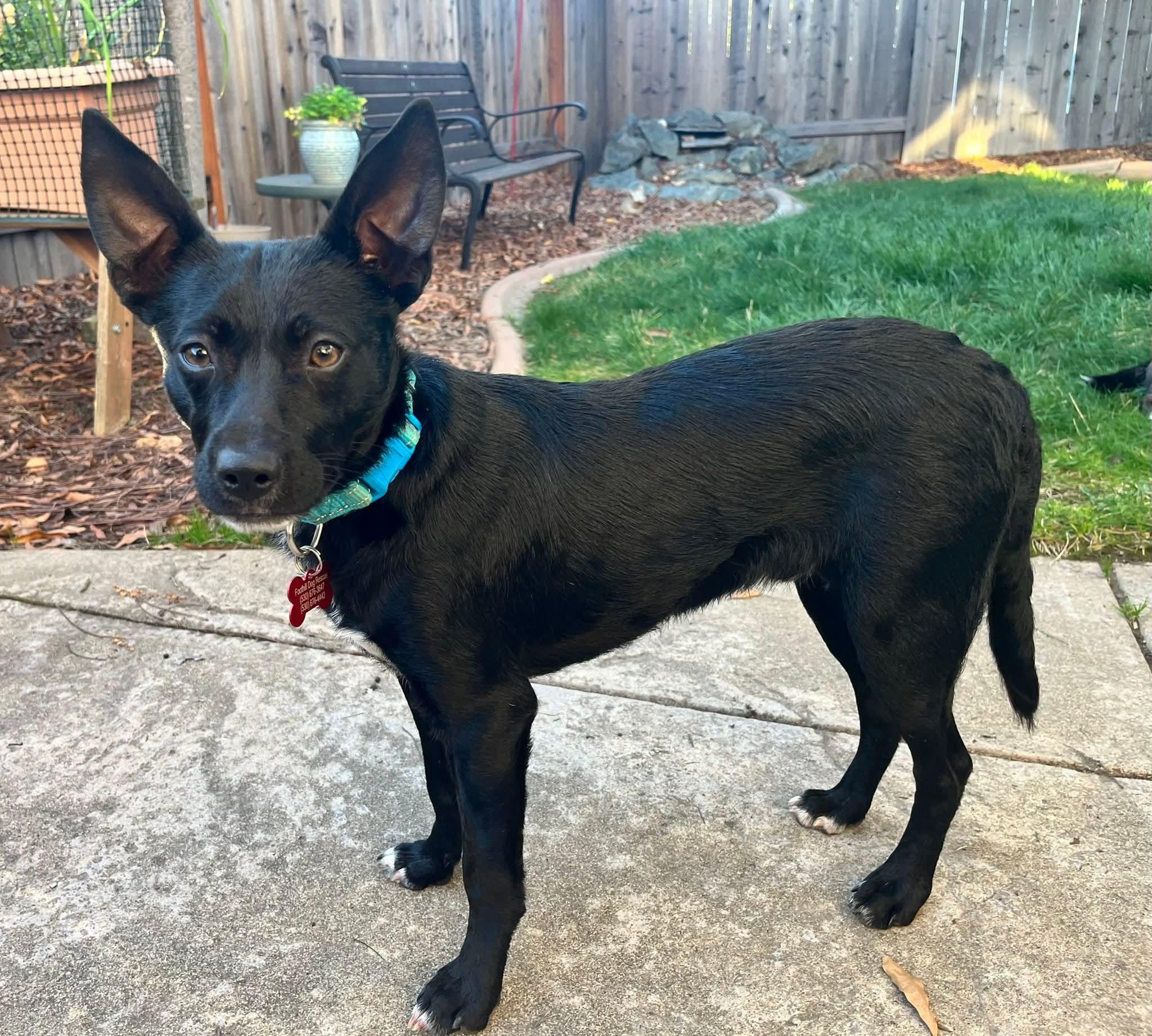 26Sky, ADOPTABLE, Adult Male Chihuahua.