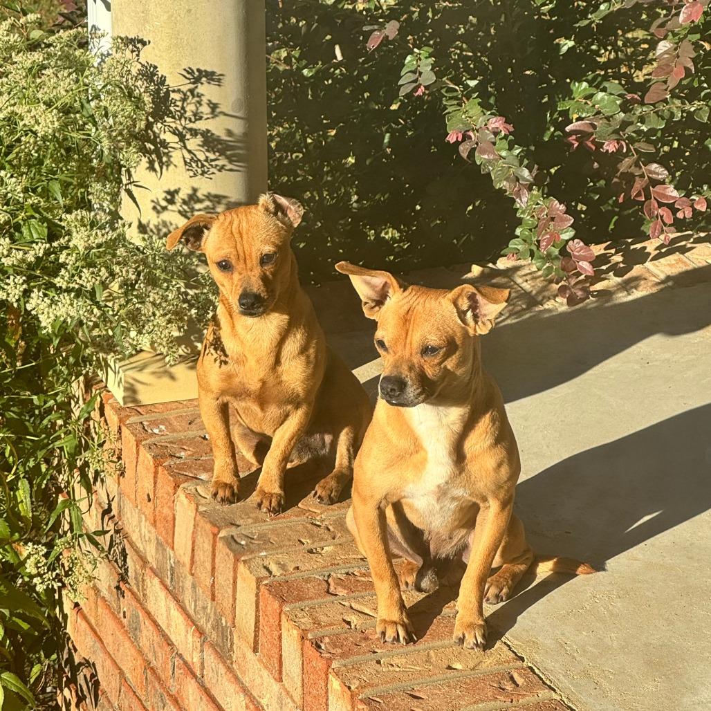 *Courtesy Listing - PB, Adoptable, Adult Male Chihuahua.