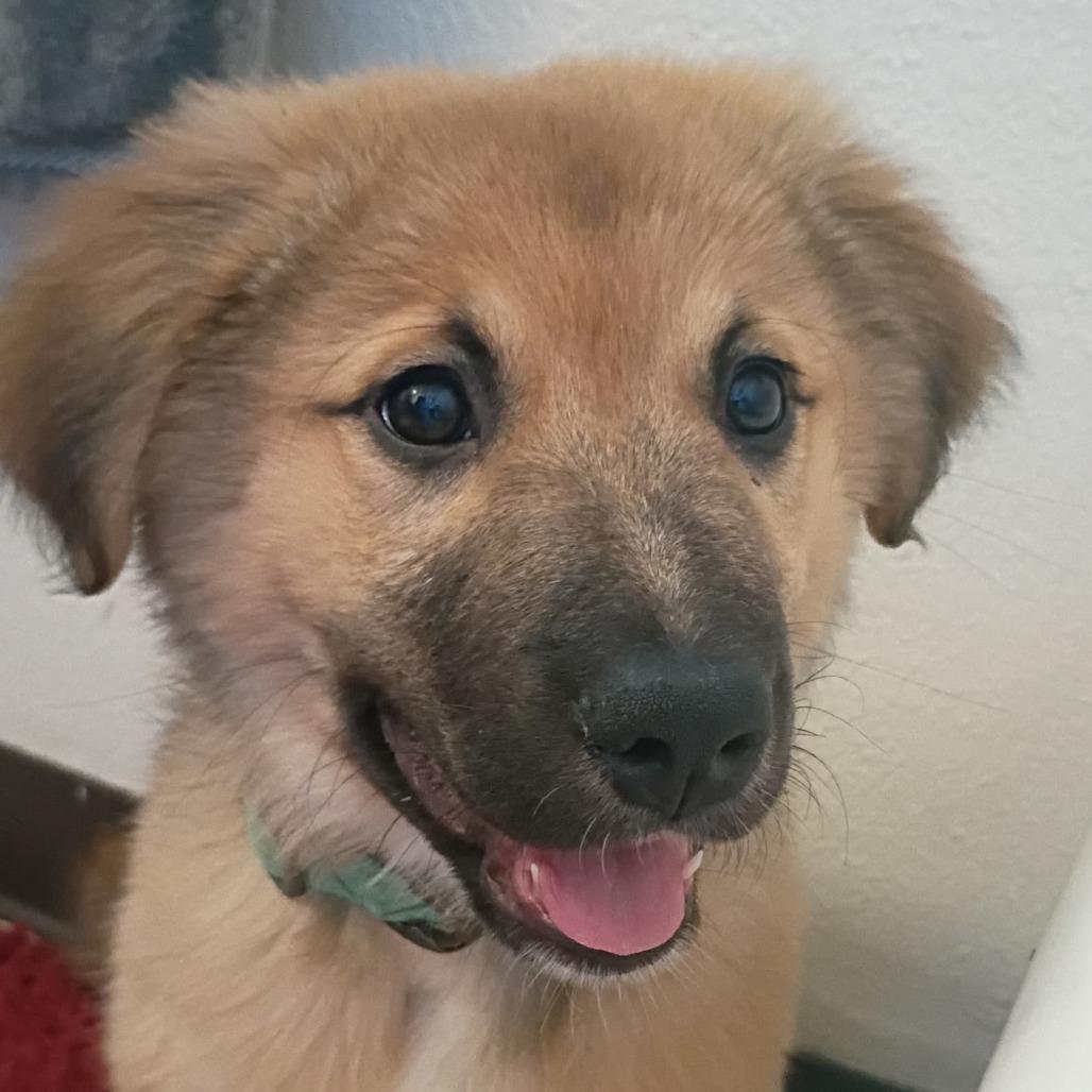 Koda, a Adoptable Mixed Breed in Coos Bay, OR image 1/6