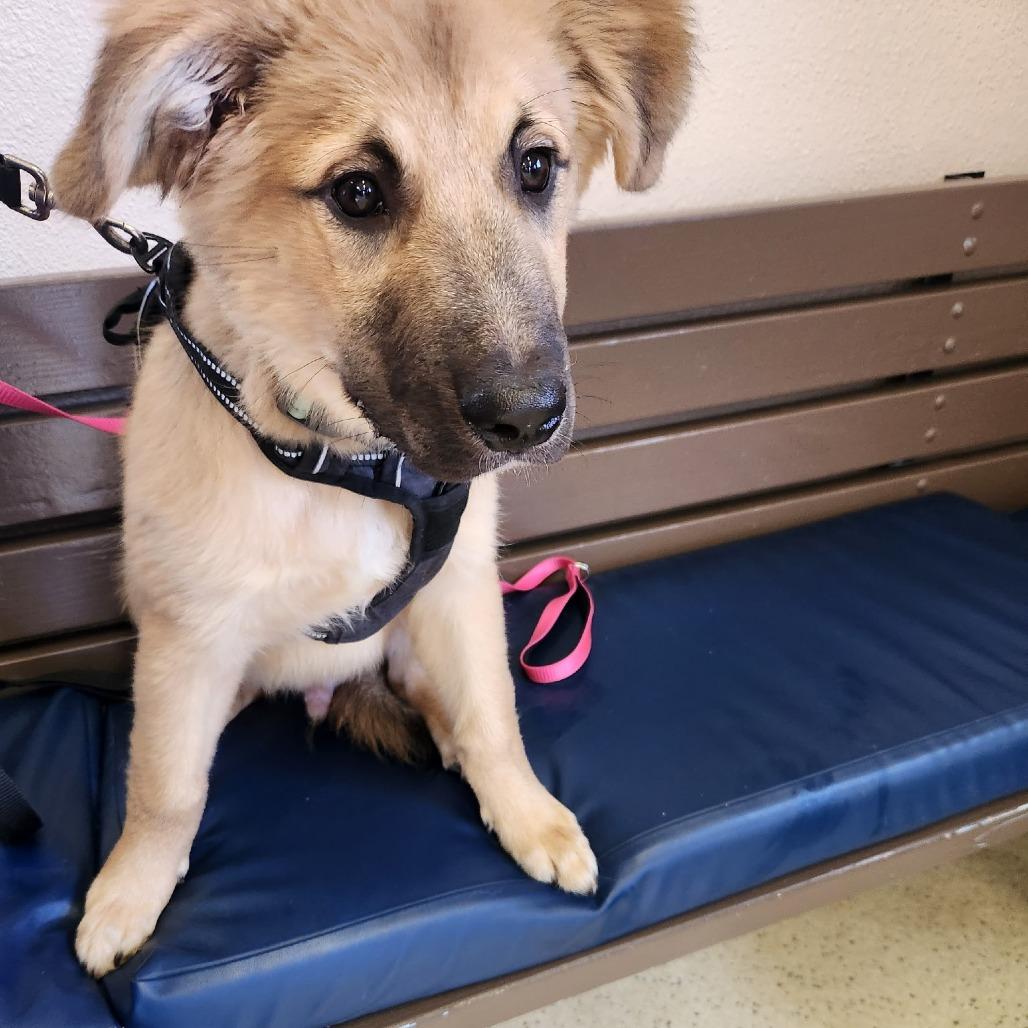 Koda, a Adoptable Mixed Breed in Coos Bay, OR image 2/6