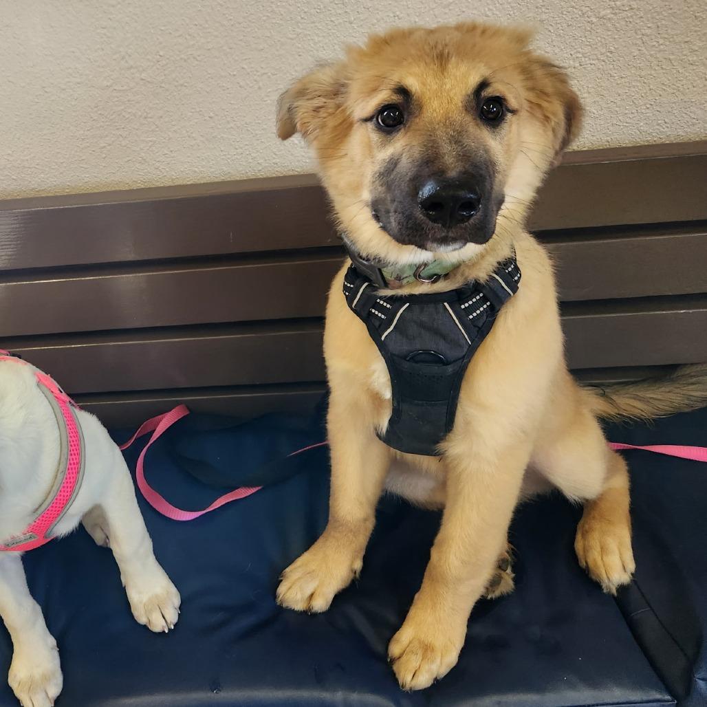 Koda, a Adoptable Mixed Breed in Coos Bay, OR image 3/6