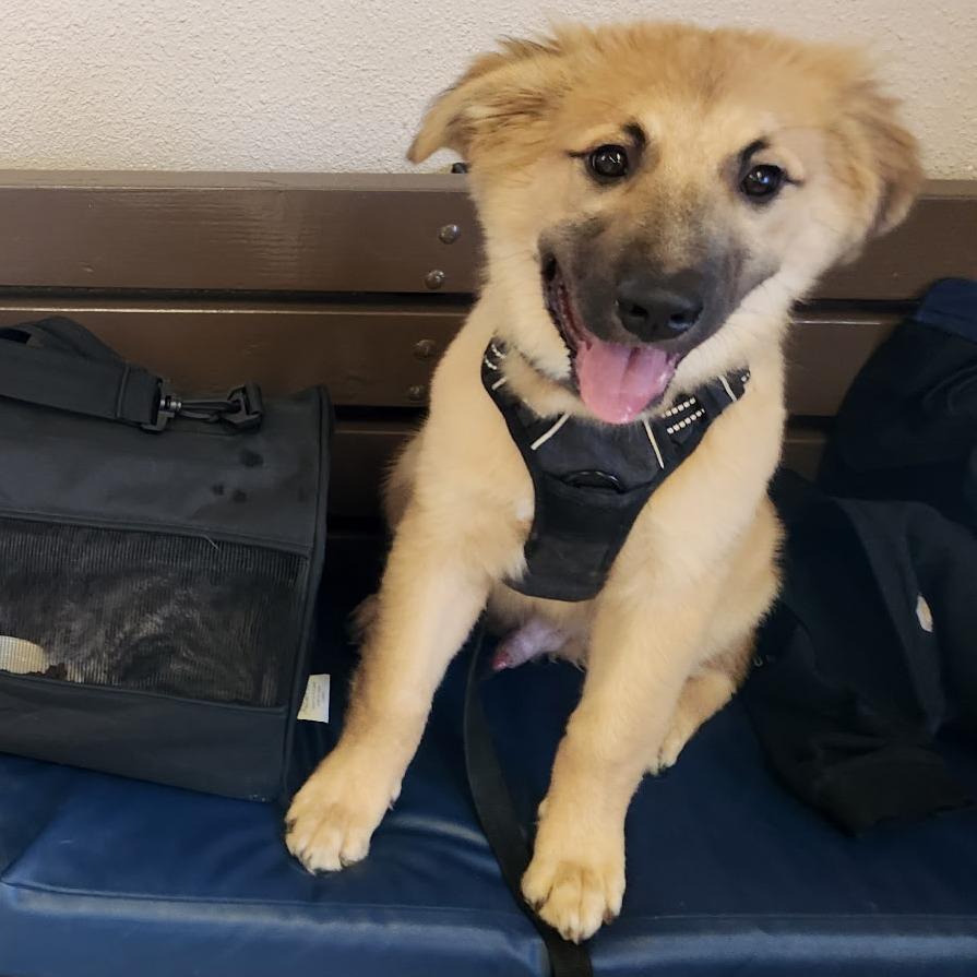 Koda, a Adoptable Mixed Breed in Coos Bay, OR image 5/6