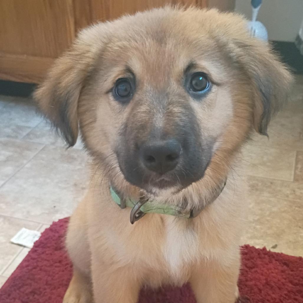 Koda, a Adoptable Mixed Breed in Coos Bay, OR image 6/6