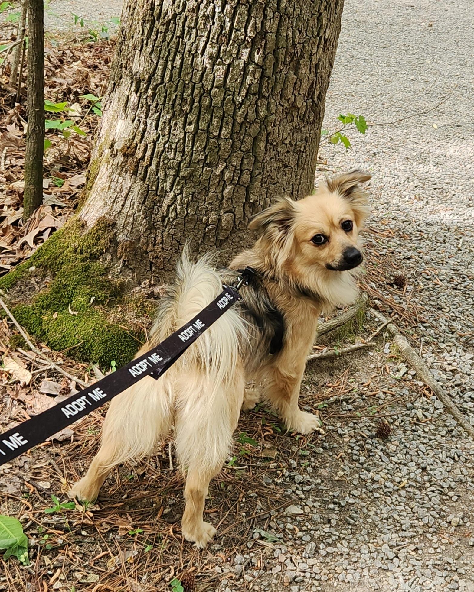 Enlarge Piper - IN FOSTER HOME - AVAILABLE TO ADOPT, a ADOPTABLE mixed breed in Clayton, NC image 5/6