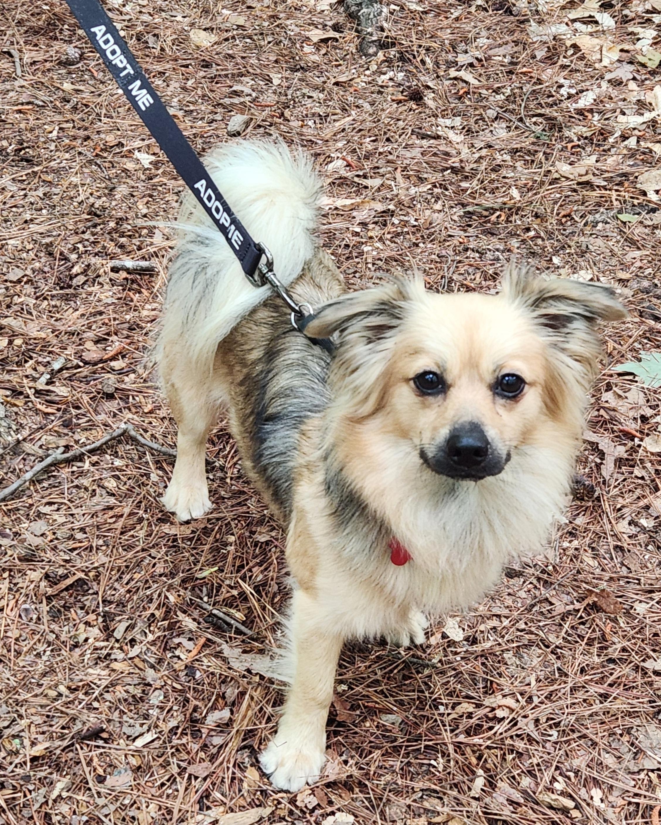Enlarge Piper - IN FOSTER HOME - AVAILABLE TO ADOPT, a ADOPTABLE mixed breed in Clayton, NC image 6/6