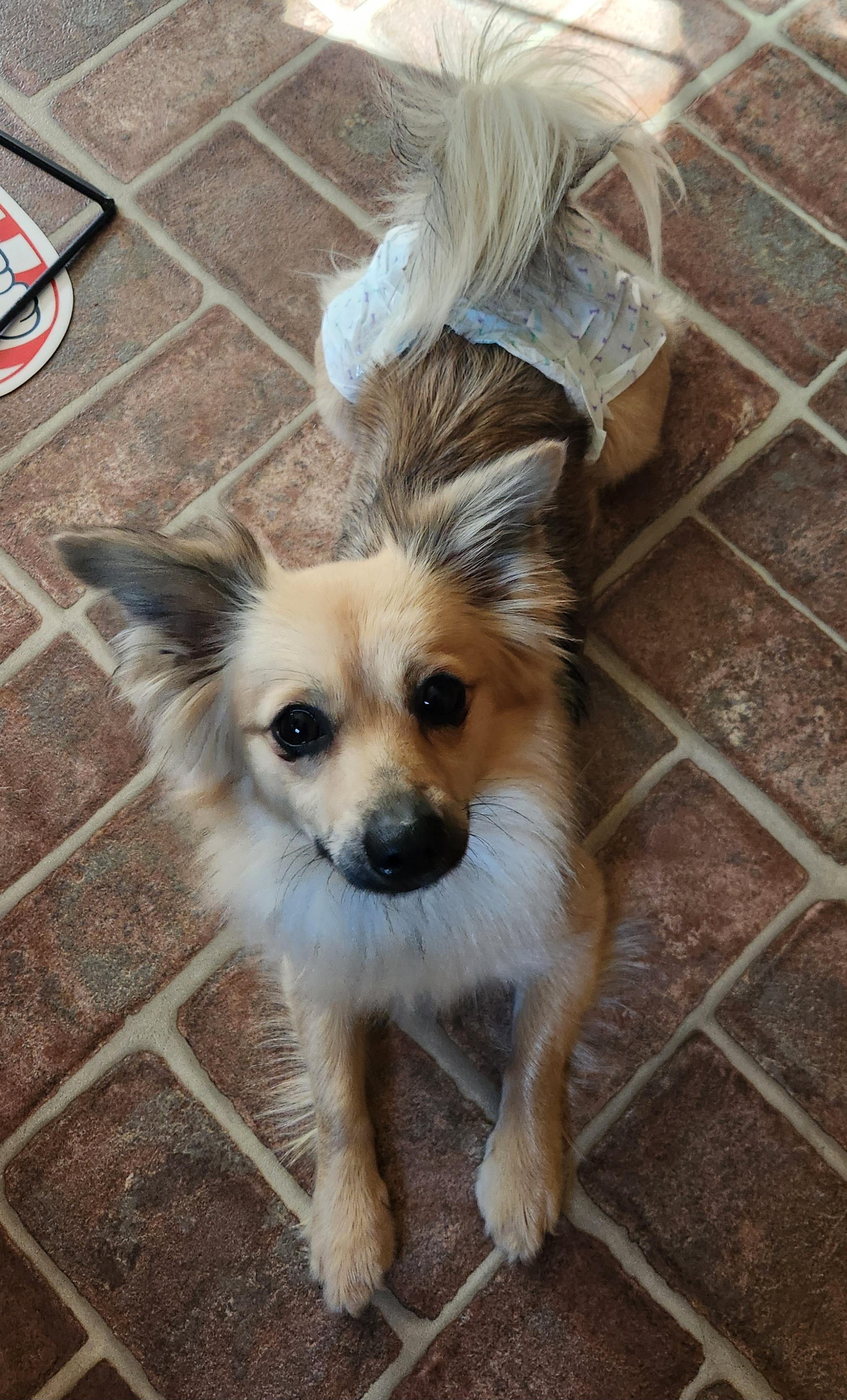 Enlarge Piper - IN FOSTER HOME - AVAILABLE TO ADOPT, a ADOPTABLE mixed breed in Clayton, NC image 3/6