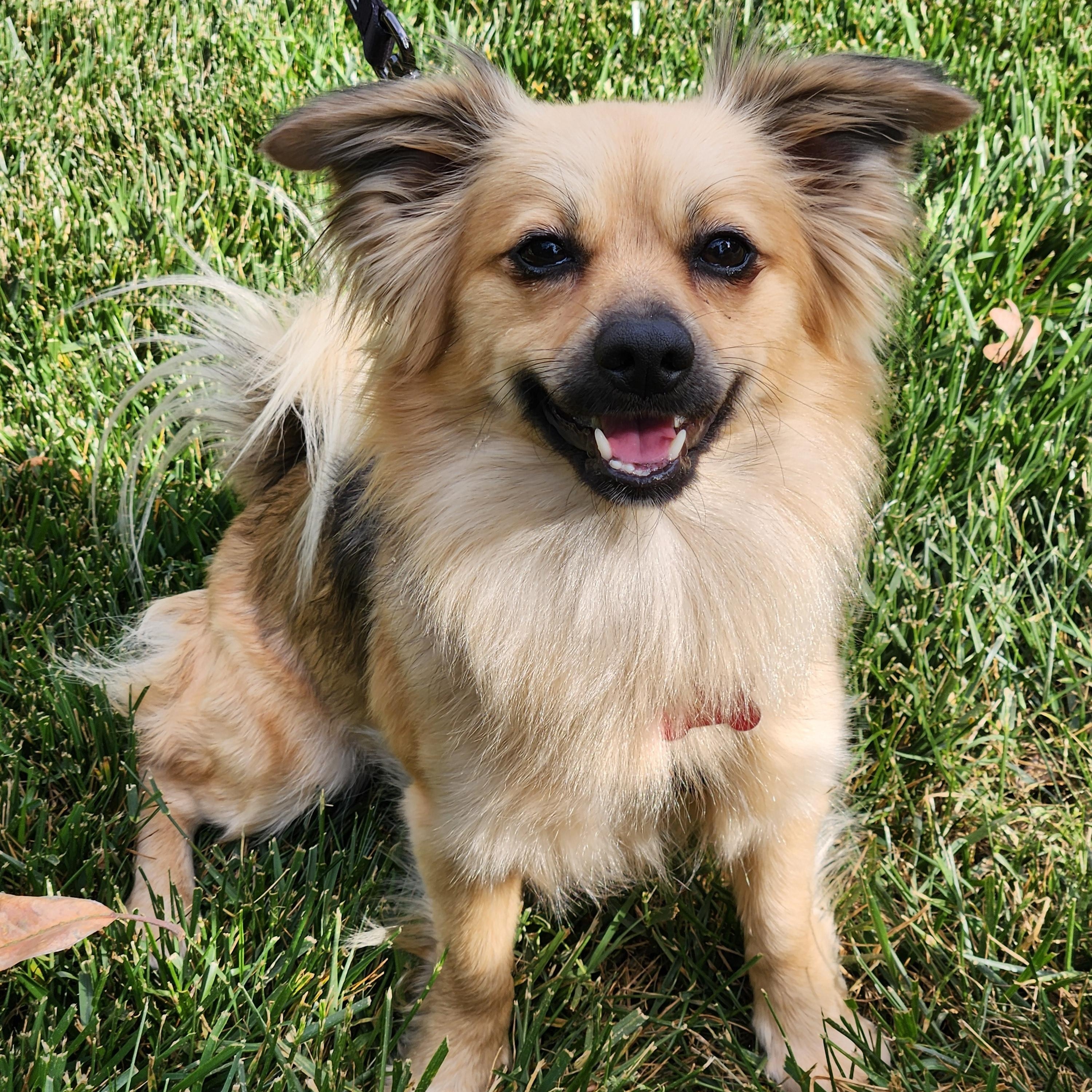 Enlarge Piper - IN FOSTER HOME - AVAILABLE TO ADOPT, a ADOPTABLE mixed breed in Clayton, NC image 1/6