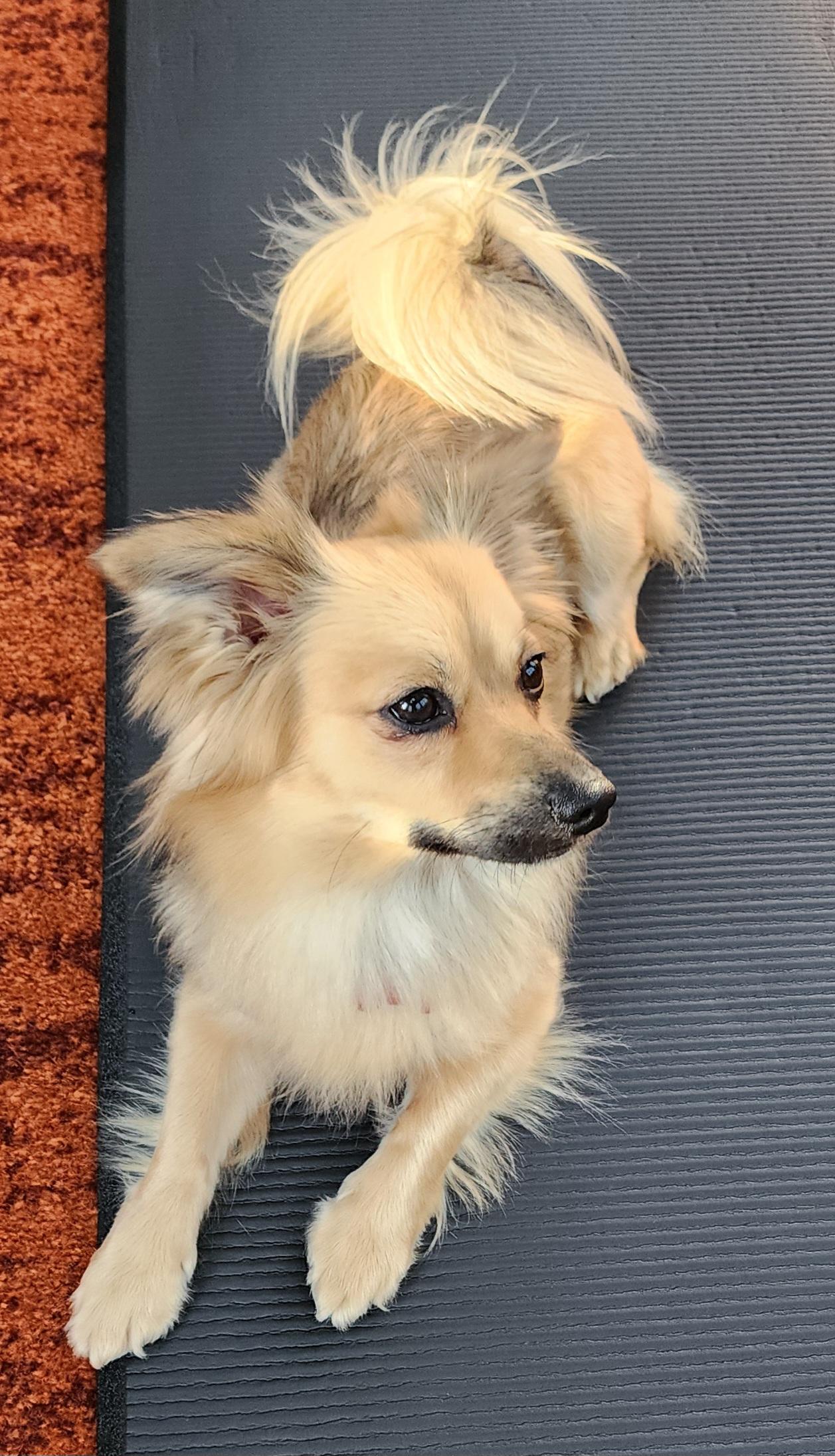 Enlarge Piper - IN FOSTER HOME - AVAILABLE TO ADOPT, a ADOPTABLE mixed breed in Clayton, NC image 2/6