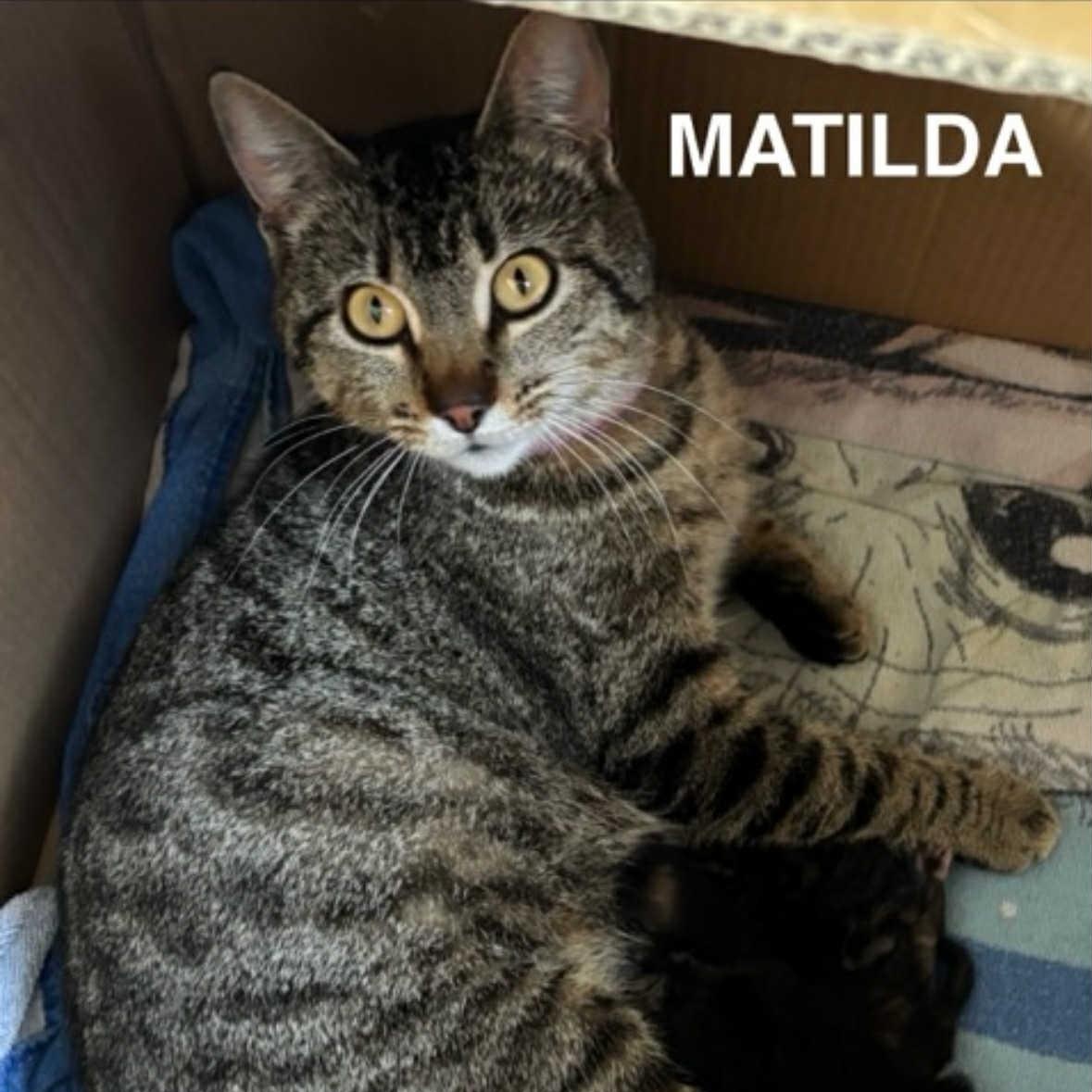 Enlarge Matilda, an adoptable Domestic Short Hair in Warr Acres, OK image 1/1
