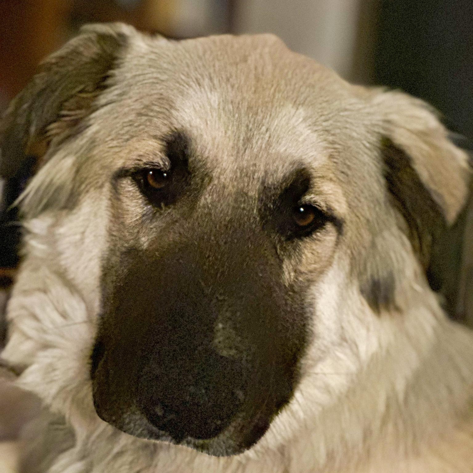 Sarah - Crested Butte, CO, an adopted mixed breed in Crested Butte, CO image 6/6