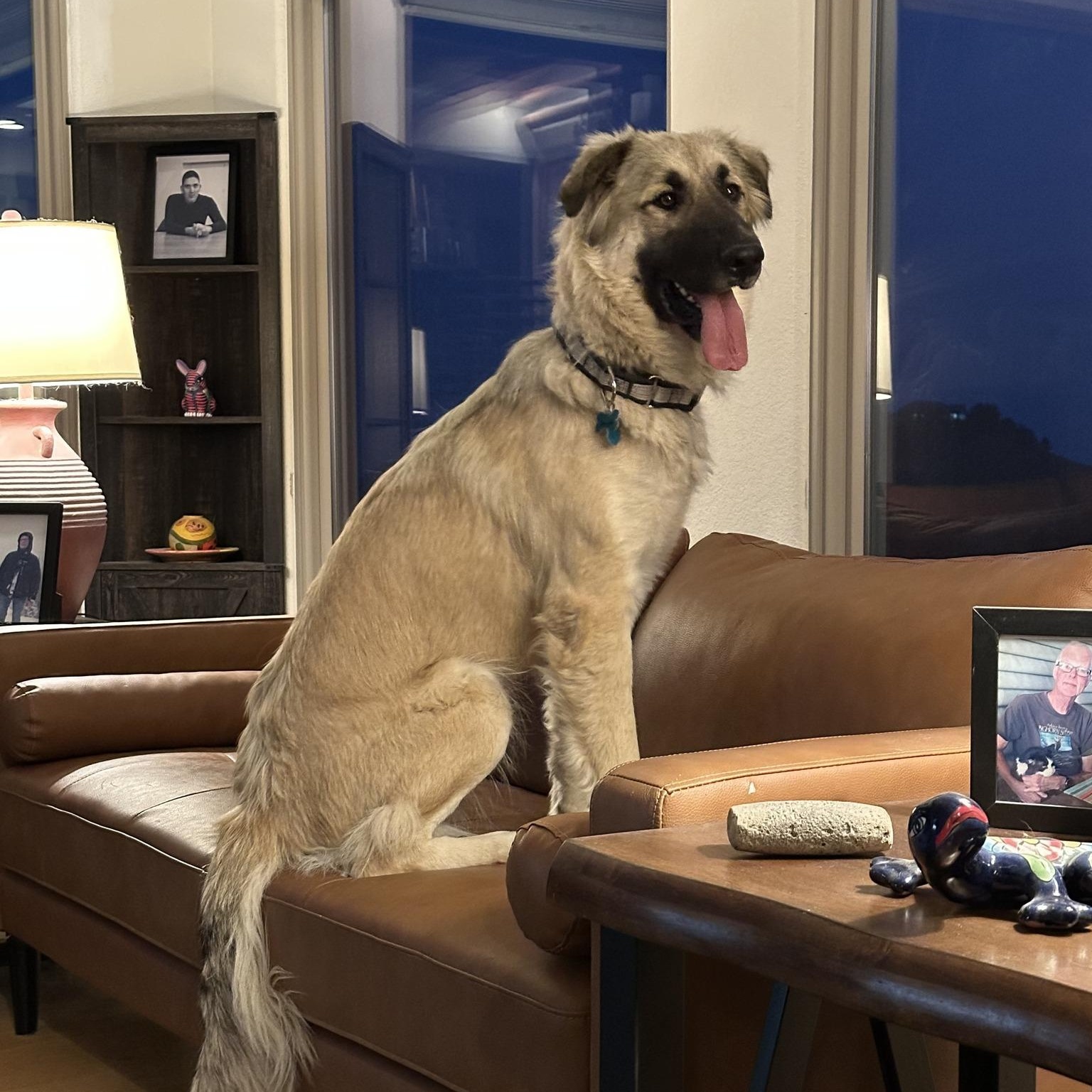 Sarah - Crested Butte, CO, an adopted mixed breed in Crested Butte, CO image 4/6